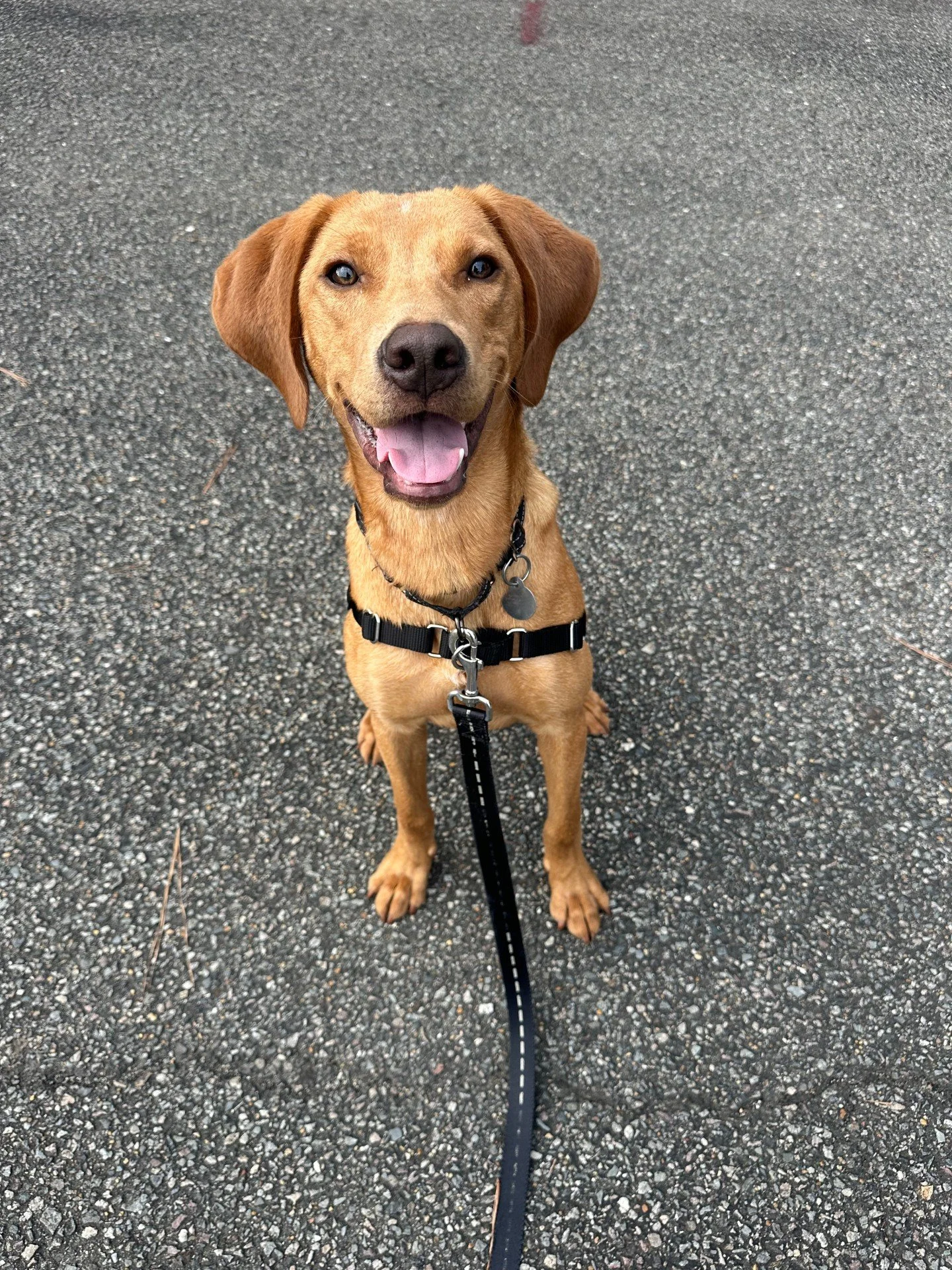 With kiddos heading back to school, these photos of Toby have serious first day of school energy. (Picture a backpack on him and tell us we're wrong.)

This good boy is still learning too, just like those kids, and he's looking for a home that will k