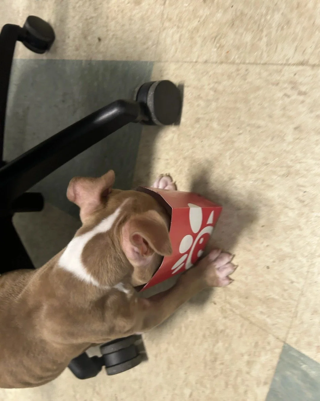 Squid had an announcement to make. Then he found a waffle fry box and got a little distracted. 🍟

Good news anyway: yesterday's $5,000 match in the RALendar Contest has been met! We're already at about 42% of our goal, and we're not even halfway thr