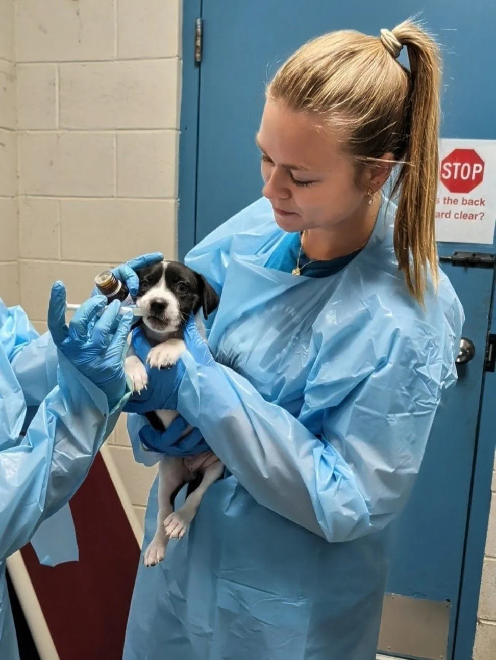 We need two foster homes for a mama dog and her eight puppies! 🐾

These little ones are about 5 weeks old and are looking for foster families where they can keep growing, playing and getting healthy.

The puppies are currently being treated for ring