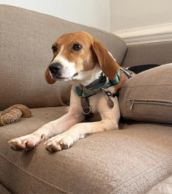 Meet Ellie. She's not a big dog, but she's got the legs of one, long, lanky, and looking like she came standard with a lift kit.

Ellie is having a moment. Every day she's a little more confident, a little goofier, and a little more herself, and it's