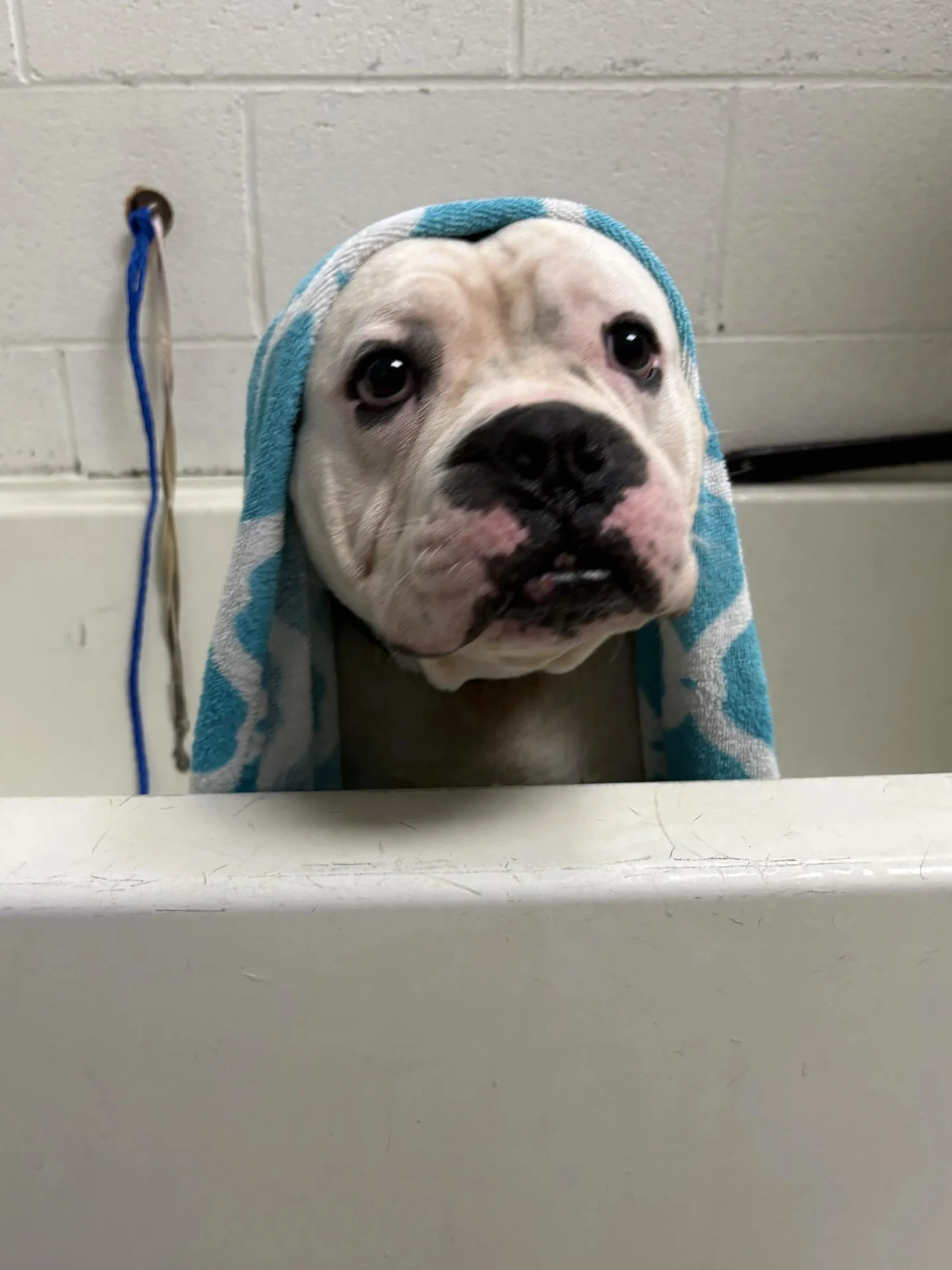 We tried not to, but we did giggle a little when Dewdrop looked like he had mascara running under his eyes from his bath.

This guy has some interesting markings on his face. What do you think he looks like?

Share your "Dewdrop looks like...&qu