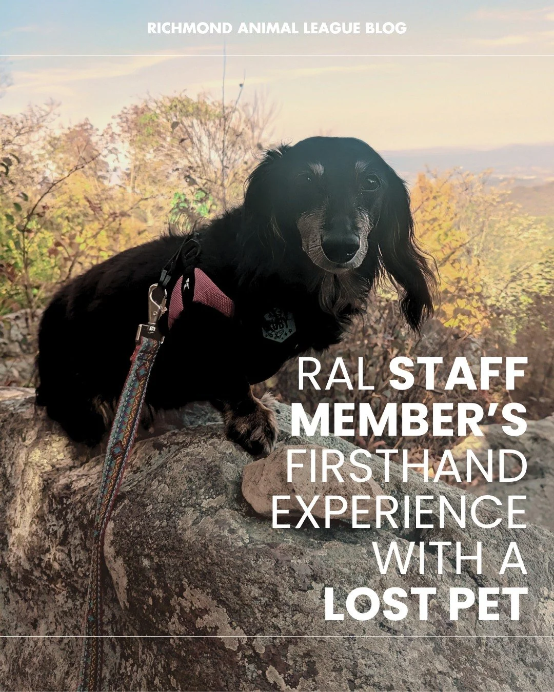 We've posted several lost pet posts on our page in the last couple of weeks, some recent RAL alums and some RAL fosters who slipped out of a yard or door. So I, RAL Social Media Gal, wanted to share something personal.

A few years ago, I went throug