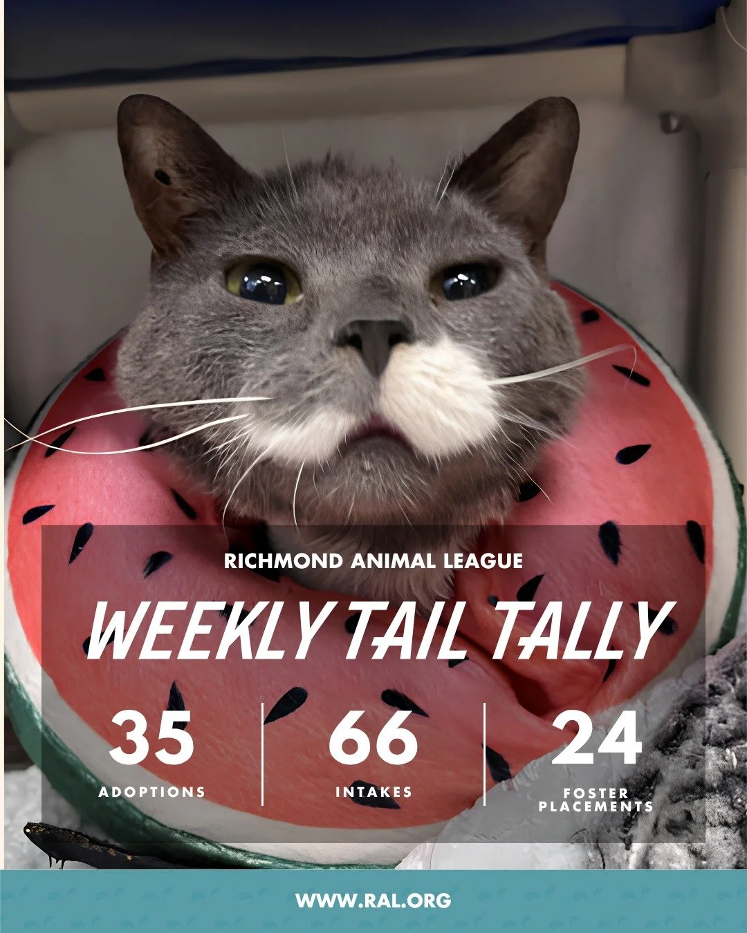 It&rsquo;s Weekly Tail Tally Time!
This is last week at RAL:

🏠 35 adoptions to loving homes
&bull; 17 cats
&bull; 18 dogs

🐾 66 new pets welcomed at RAL
&bull; 39 cats
&bull; 27 dogs

🏘️ 24 foster placements
&bull; 15 cat
&bull; 9 dog

#richmonda