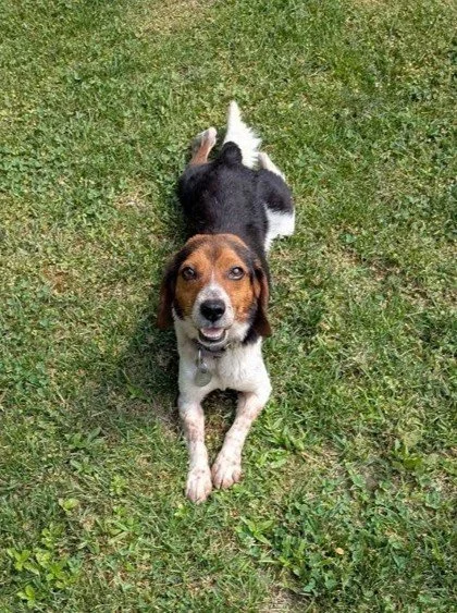 Meet Crunchwrap Supreme, aka Crunchie, a 3-year-old, 21-pound guy who loves treats, people, other dogs, cuddles, and a good zoomie.

He's a happy, easygoing goofball with a seriously waggy tail. He'll play in the yard, snooze beside you on the couch,