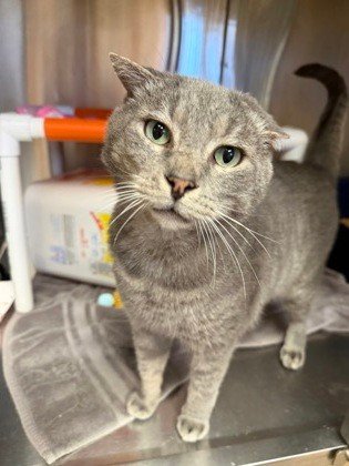 This big handsome man is George. 

He is a sweet, social guy who is looking for a loving home with no dogs (he is not a fan). 

He is a fan of big spaces for zoomies, FOOD, feather wands, and a good cat tower. 

If you can give him a home free of dog