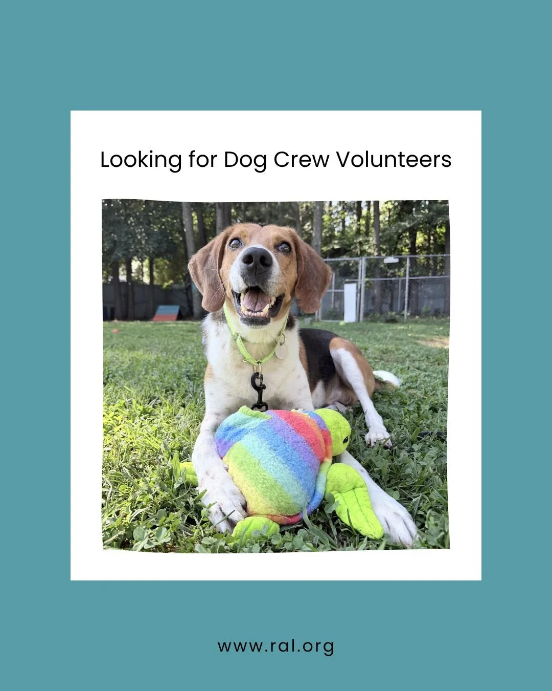 Calling all morning people who also happen to love dogs 🐾

Our Dog Crew volunteers keep our pups walked, kennels clean, and feeling good all day long. We need you Sun, Mon, Wed, Thu, and Fri mornings.

New to the crew? Come to our Dog Crew Orientati