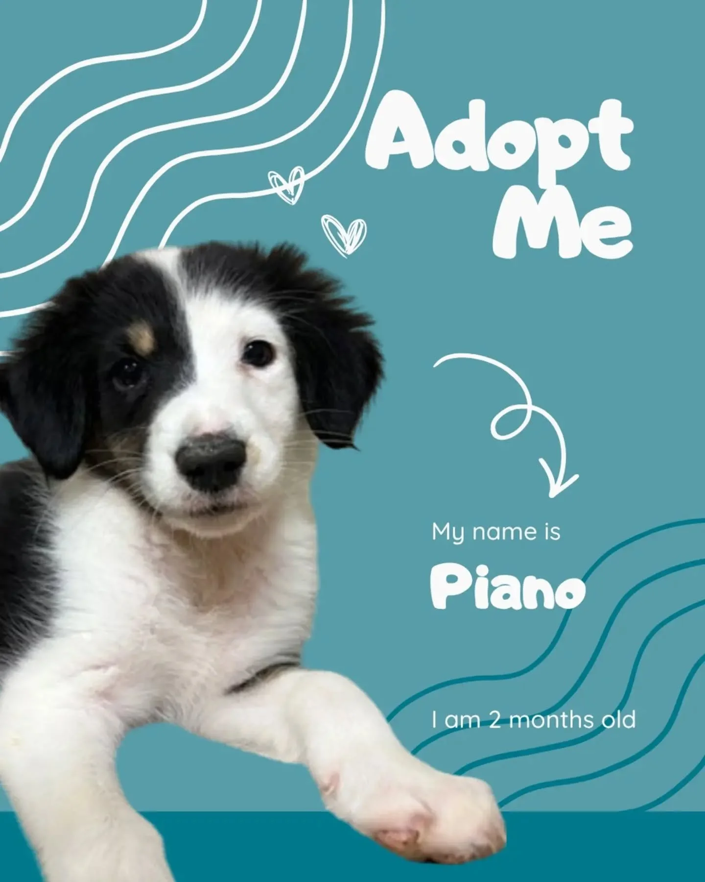 You get a puppy!
And you get a puppy!
Everybody gets a puppy!

We've got puppies in all colors, sizes, ages, and personalities. If you're looking for a puppy, we might just have the puppy for you at RAL!

Visit ral.org/dogs to see them all, or stop b