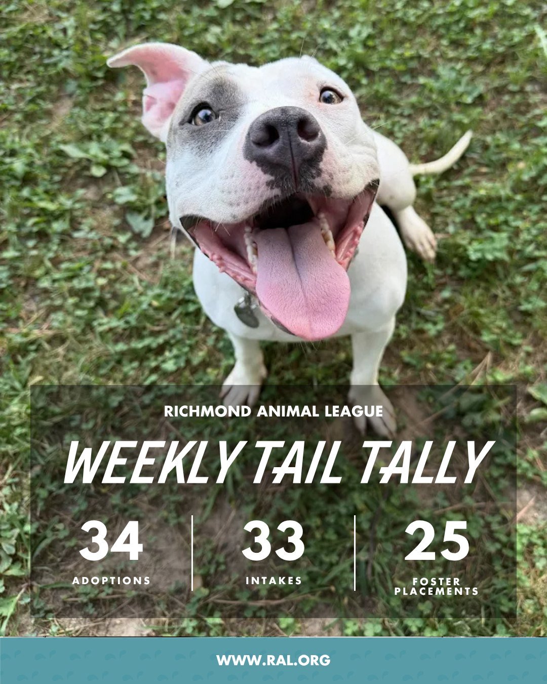 It&rsquo;s Weekly Tail Tally Time!
This is last week at RAL:

🏠 34 adoptions to loving homes
&bull; 19 cats
&bull; 15 dogs

🐾 33 new pets welcomed at RAL
&bull; 11 cats
&bull; 22 dogs

🏘️ 25 foster placements
&bull; 11 cat
&bull; 14 dog

#richmond