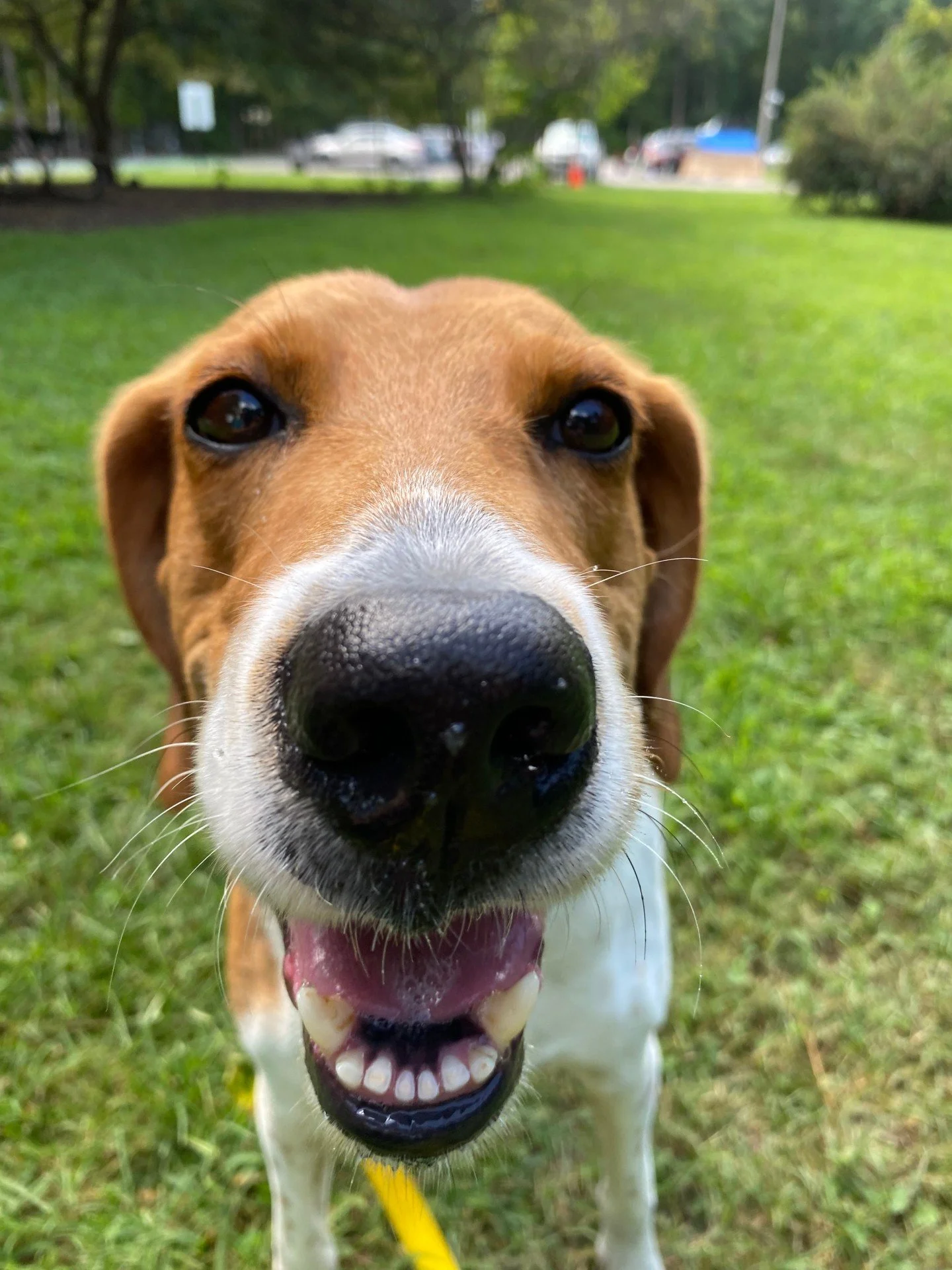 This is Huey, he is very photogenic.

Questionable modeling skills aside, Huey is a big sweetie and he thrives when he is outside. He just loves to be in the great outdoors, touching grass and smelling the flowers.

Say hello and he'll greet you with