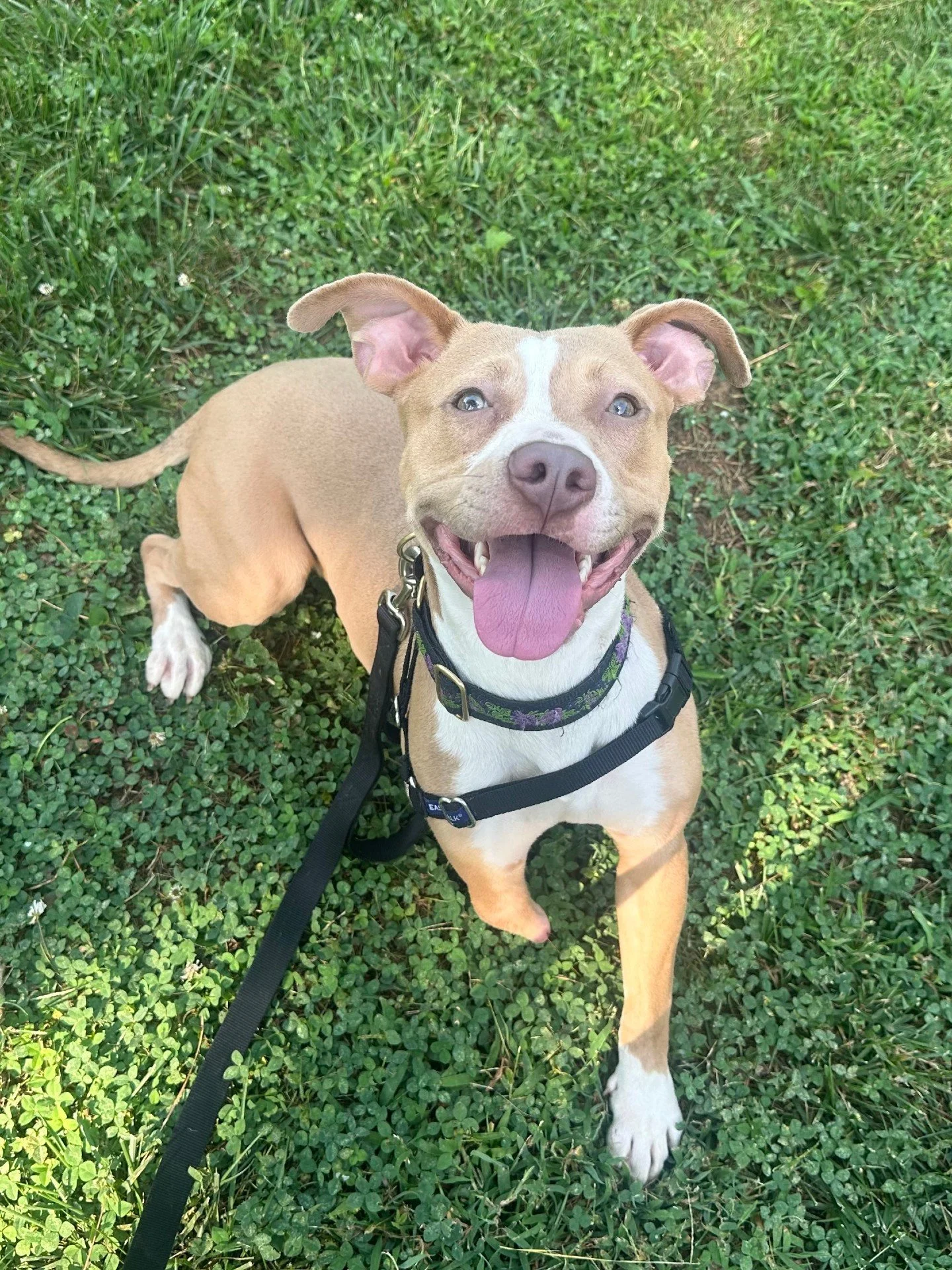 How cute is Little Lillian 😍😍

She has the biggest smile, the most perfect ears, and like Nemo, she has a lucky fin (or leg).

Little Lillian doesn't let her special leg slow her down, she is just as bouncy and sweet as any other dog. She loves mee