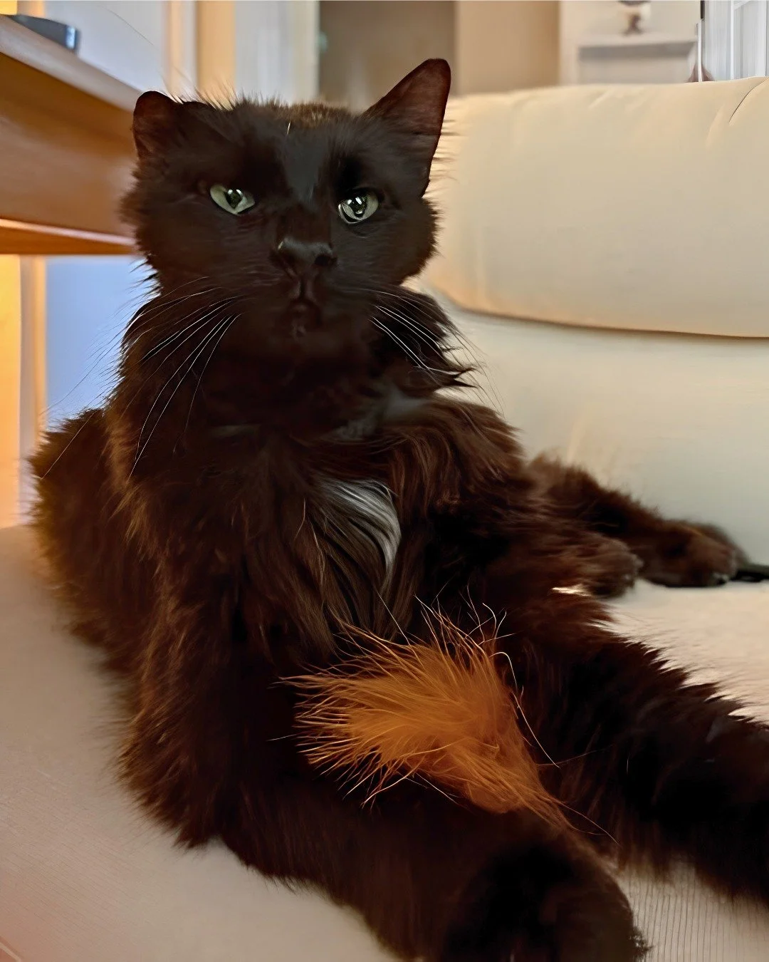 🖤 Meet Gothic. 🖤
Don't let the name fool you, this guy isn't here to haunt your house. He's here to possess your armchair, steal your pillow, and demand jerky sticks.

At 8 years old, this distinguished gentleman has a fluffy black coat, a signatur