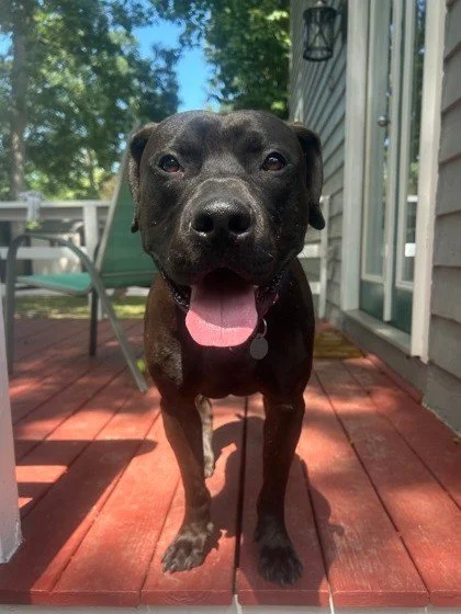 "I never met a spud I didn't like." &mdash; Dolly Parton 🥔✨

If you share Dolly&rsquo;s philosophy, then you are going to fall head over heels for Big Tater! He may be a big boy, but he&rsquo;s just a giant love bug who is as sweet as swee