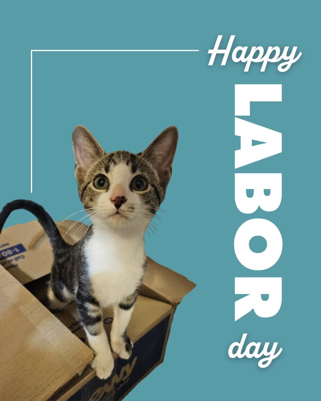 Heads up!
RAL and the Loving Spay+Neuter Clinic will be closed on Monday, September 7 in observance of Labor Day.
We'll resume normal hours on Tuesday. Wishing everyone a safe and restful holiday! 🧡