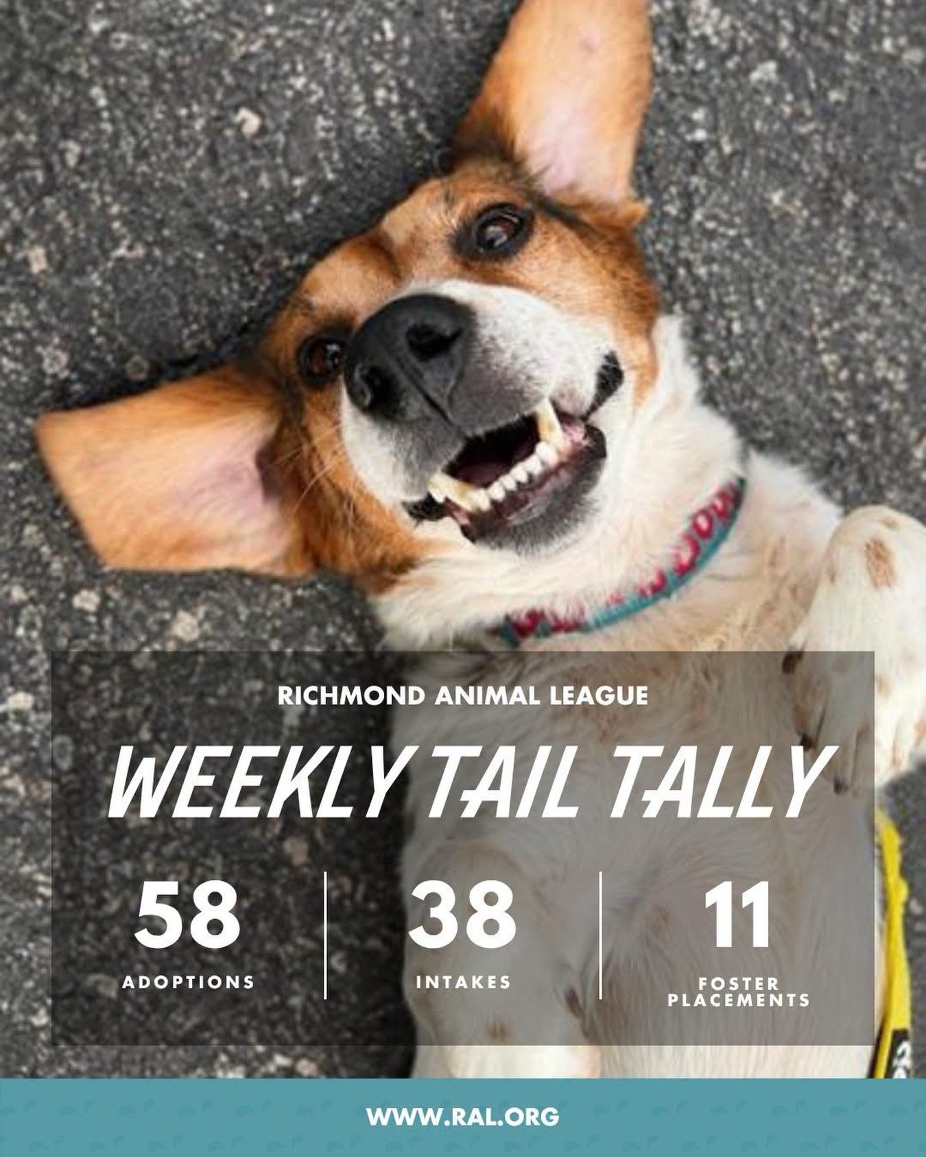 We&rsquo;re a day late thanks to the Labor Day holiday, but we couldn&rsquo;t miss sharing last week&rsquo;s stats!

58 ADOPTIONS 🏠
25 dogs + 33 cats found loving homes! 

38 INTAKES 🐾
18 dogs + 20 cats joined us at RAL.

11 FOSTER PLACEMENTS ❤
7 d