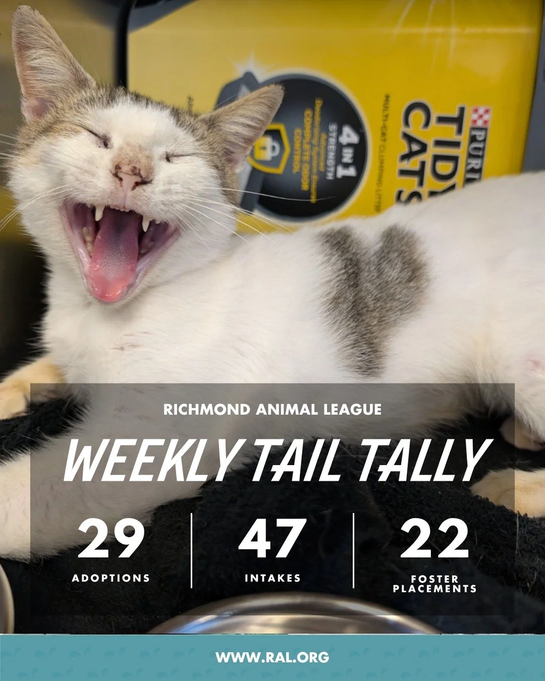 It&rsquo;s Weekly Tail Tally Time!
Here's what happened last week at RAL:

🏠 29 adoptions to loving homes
&bull; 17 cats
&bull; 12 dogs

🐾 47 new pets welcomed at RAL
&bull; 26 cats
&bull; 21 dogs

🏘️ 22 foster placements
&bull; 5 cat
&bull; 17 do