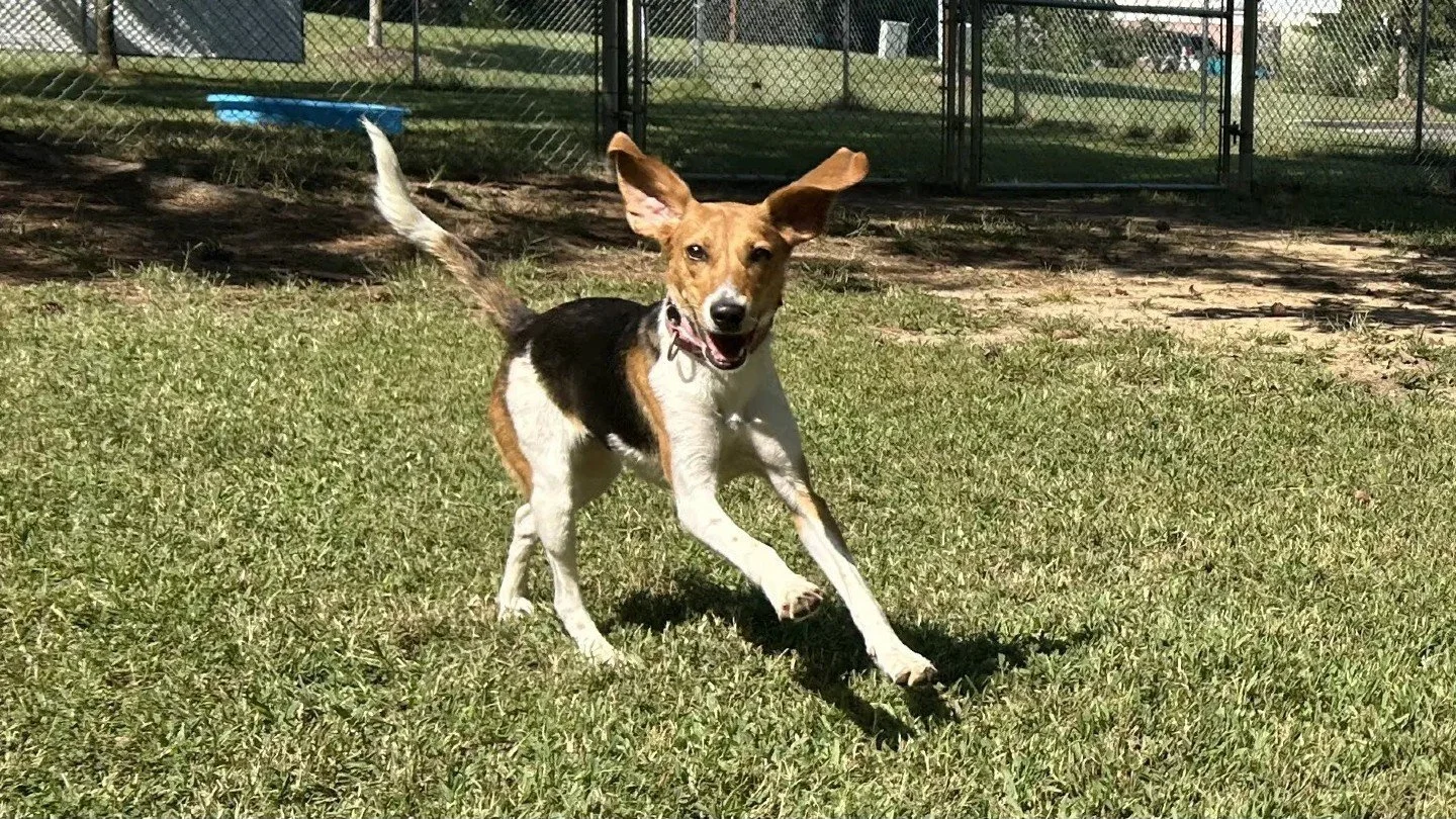 Just some puppers getting their Playgroup on this morning. They are all super excited to meet you when you come by to see them during our MVP Adoption Special!

All adoption fees are waived through September 20th.

Come see the full lineup between 3 