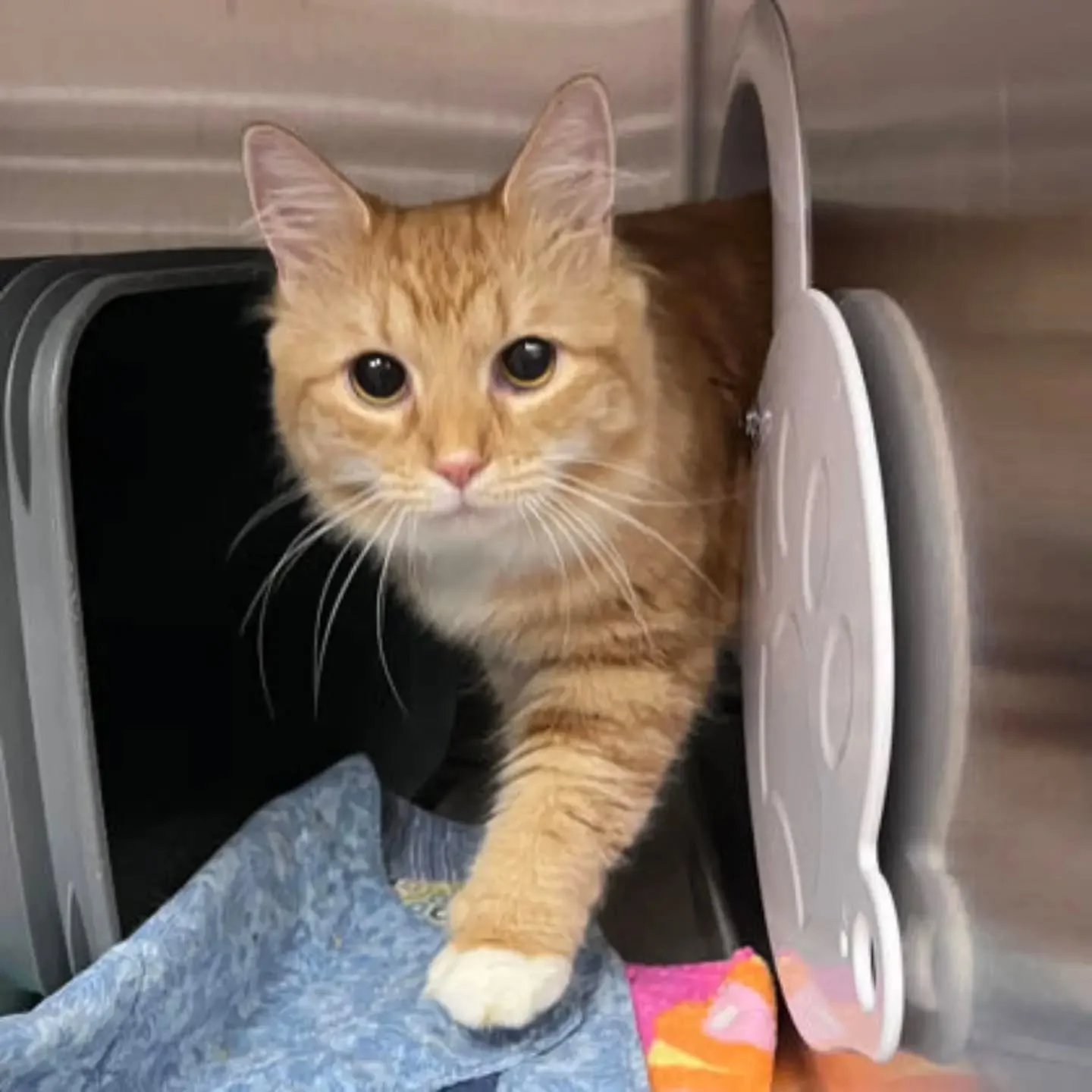 Our cat MVPs, or Most Valuable Purs, are ready to go home with you!

Stop by today between 3 - 6pm or between 12 - 5pm this weekend to meet the whole furry lineup. 

Adoption fees are waived during our MVP Adoption Special!

Can't adopt right now? No