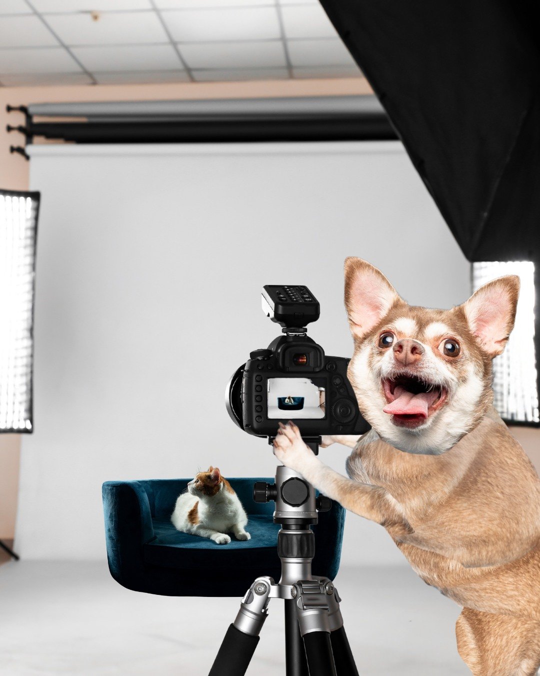 RALendar Contest is almost over!

You have until this Saturday at 3pm to get your last votes in for your favorite pet. 

The Top 12 will be announced live at Woofstock.

Those winners will get a free professional photoshoot from @brittanyrosepetograp