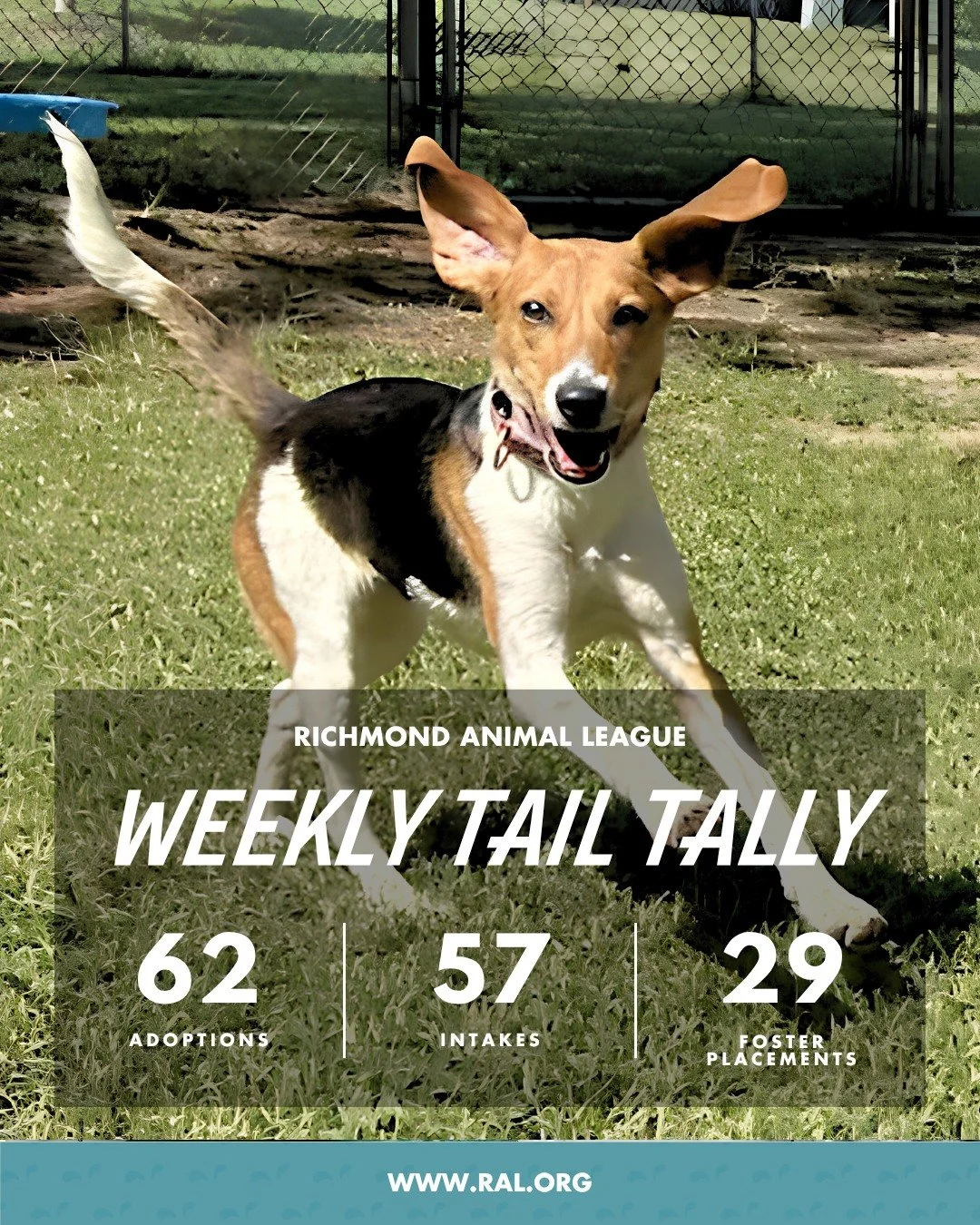 It&rsquo;s Weekly Tail Tally Time!
Here's what happened last week at RAL:

🏠 62 adoptions to loving homes
&bull; 29 cats
&bull; 33 dogs

🐾 57 new pets welcomed at RAL
&bull; 39 cats
&bull; 18 dogs

🏘️ 29 foster placements
&bull; 25 cat
&bull; 4 do