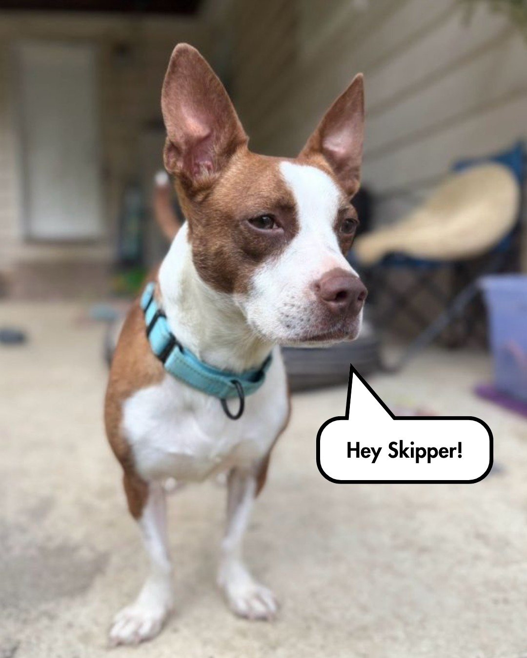 Drummer &amp; Skipper are loving their time in a foster home. They wish all the dogs could be in a foster home, just maybe not the same one they're in so they don't have to share all the attention and toys. 

If you'd like to foster dogs like Drummer