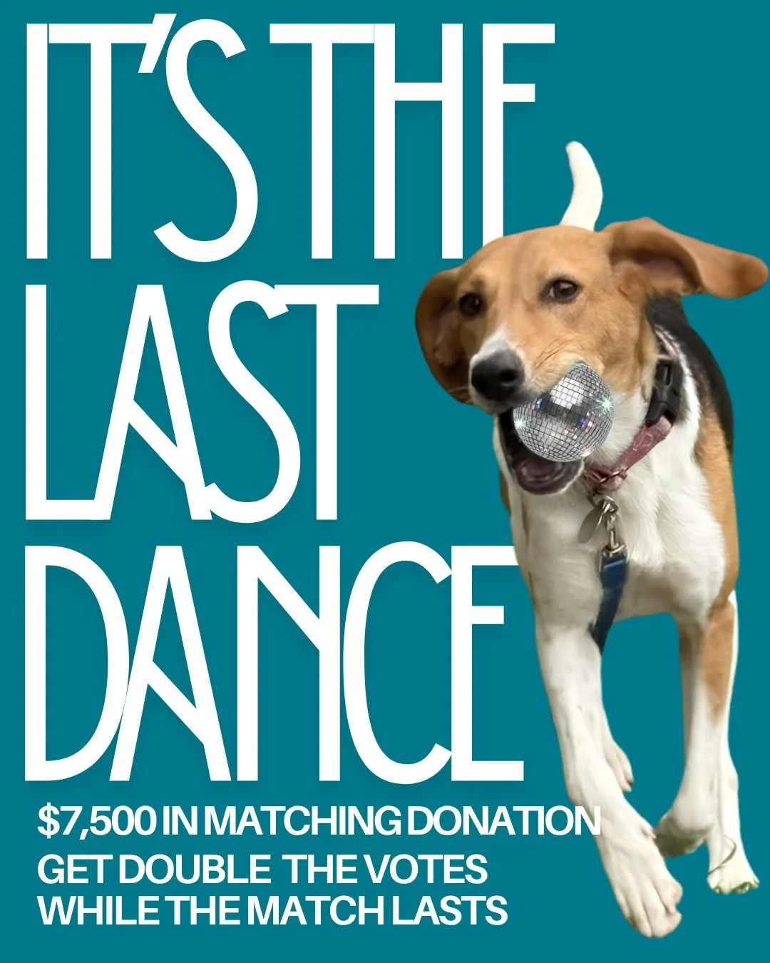 It's the Last Dance! 🪩

Our final RALendar Contest match is live: $7,500 in matching donations means double votes while it lasts.

Help your favorite pet become a RALendar star. Link in bio to vote!

#richmondanimalleague #ralendar #calendarcontest 