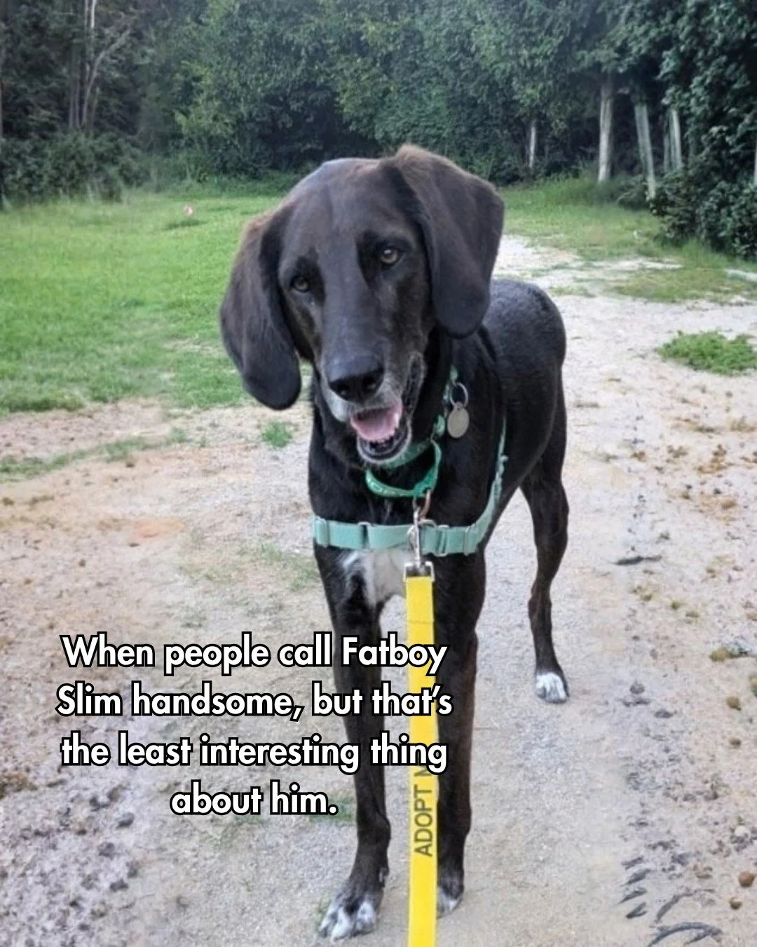 Fatboy Slim is a dog of many facets. You can't fit him into just one box, he needs all the boxes.

He has often been referred to as a Bambi-panther hybrid due to his long skinny deer-like legs and his sleek coat. 

It's really his sweet, laid back pe