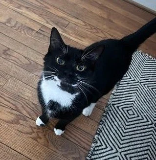 On Wednesdays we wear...tuxedos.

Look at these distinguished felines dressed to the nines in their sleek tuxedos. 

If you are looking for a well-dressed date, look no further than these monochrome beauties.

📸🐈&zwj;⬛: Coco, Pixie, Hermes, Sir Rid