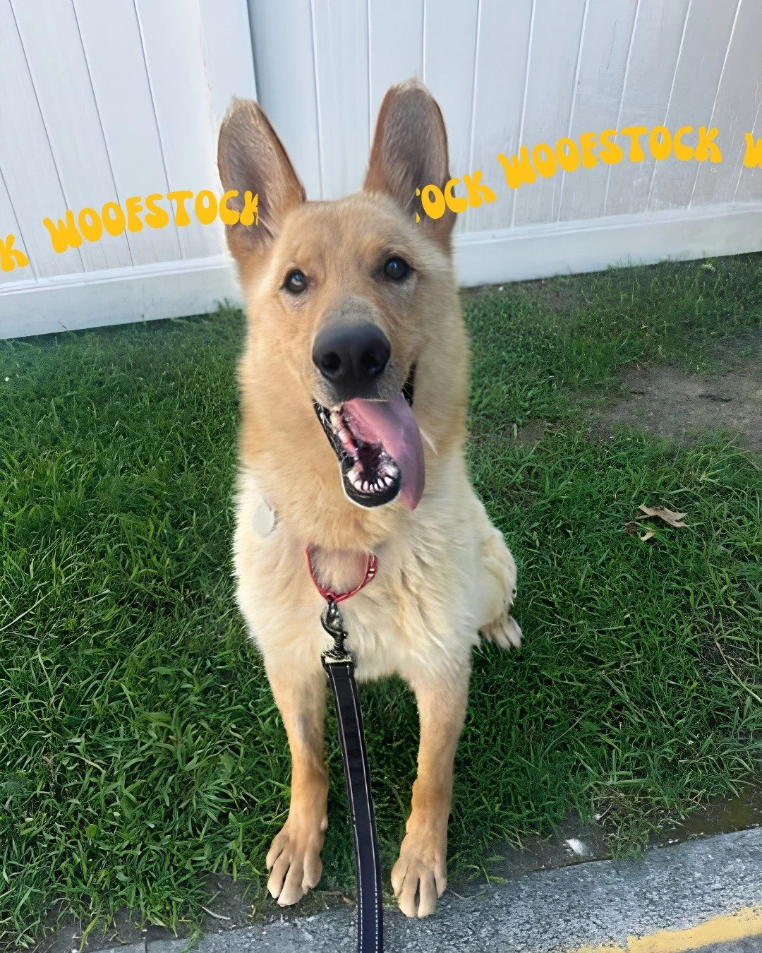 Chuck Woodchuck has been picking up some chatter on his radar dish ears. He wants to know, have you heard about Woofstock?

It's this Saturday from 11am - 4pm.

There will be live music, food trucks, vendors, kids activities, and ADOPTABLE PETS!

If 