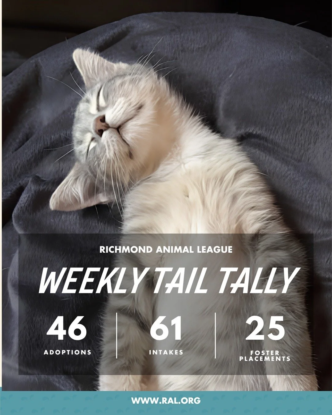 It&rsquo;s Weekly Tail Tally Time!
Here's what went down last week at RAL:

🏠 46 adoptions to loving homes
&bull; 19 cats
&bull; 27 dogs

🐾 61 new pets welcomed at RAL
&bull; 36 cats
&bull; 25 dogs

🏘️ 25 foster placements
&bull; 16 cat
&bull; 9 d