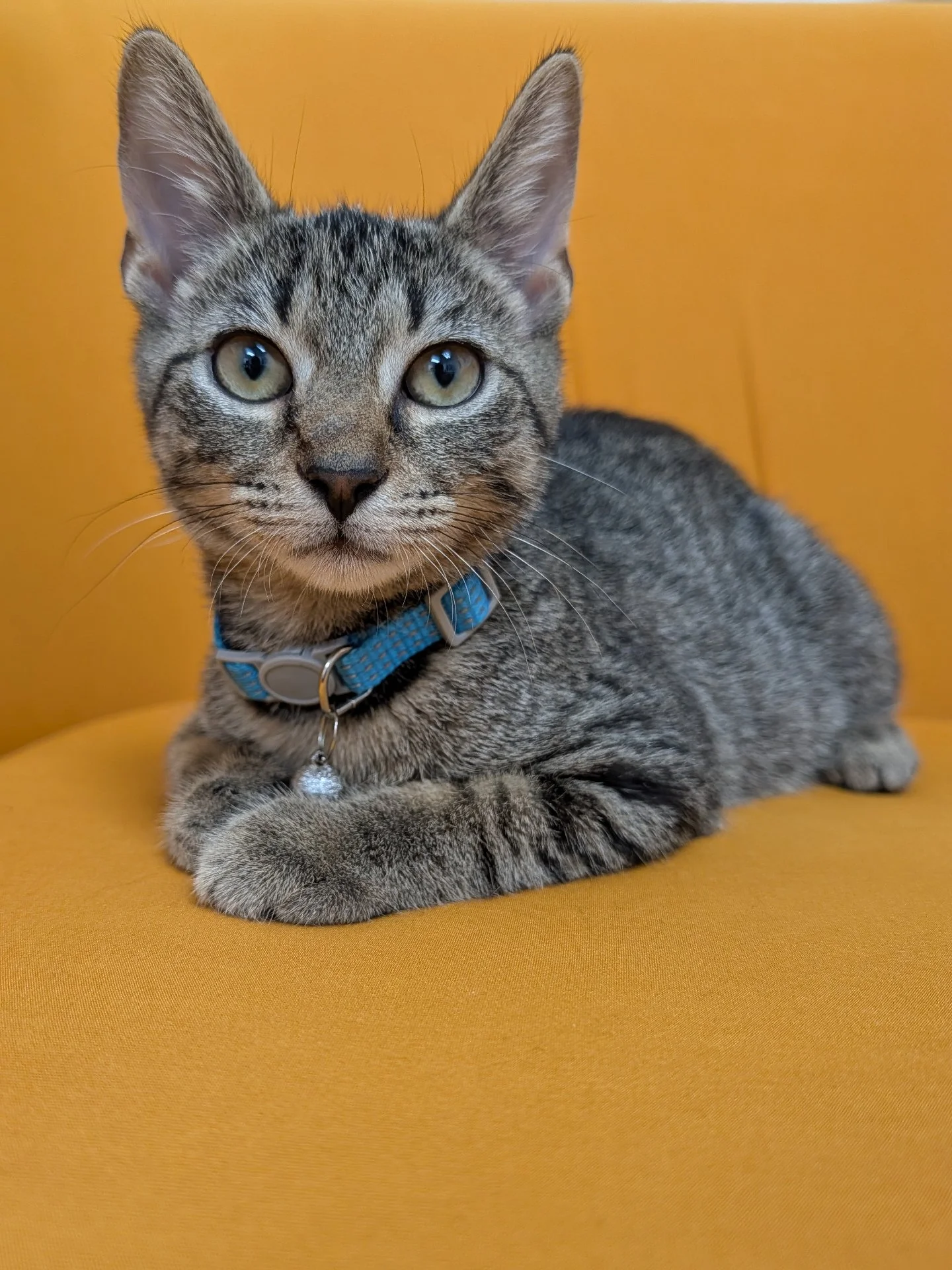 This handsome boy is Cassanova. He has been hanging out in foster care, but today he will be in Kat's Corner in our adoption lobby to meet people in person so he can find his new family. 

He is about 3 months old and gets along well with other kitte