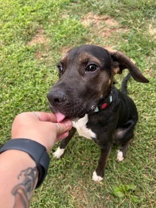 Are you already thinking about lunch? We are too, which is probably how we landed on these names.

🐶 Butterscotch
😸 BBQ
🐶 Casserole
😸 Biscuit
🐶 Cinnamon
😸 Peanut Butter
🐶 Pickles
😸 Ranch
🐶 (Sir) Reuben

If you'd like to order some love from 