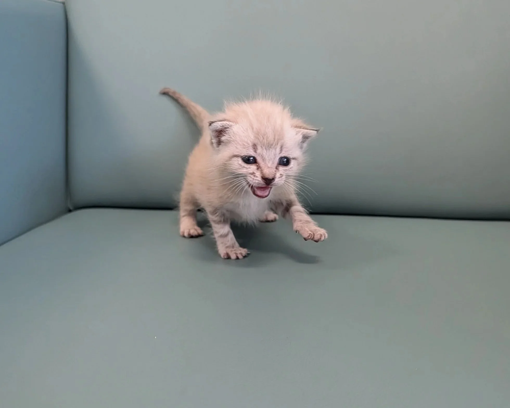 Tiny Lives, Big Hearts: Bottle Baby Kittens