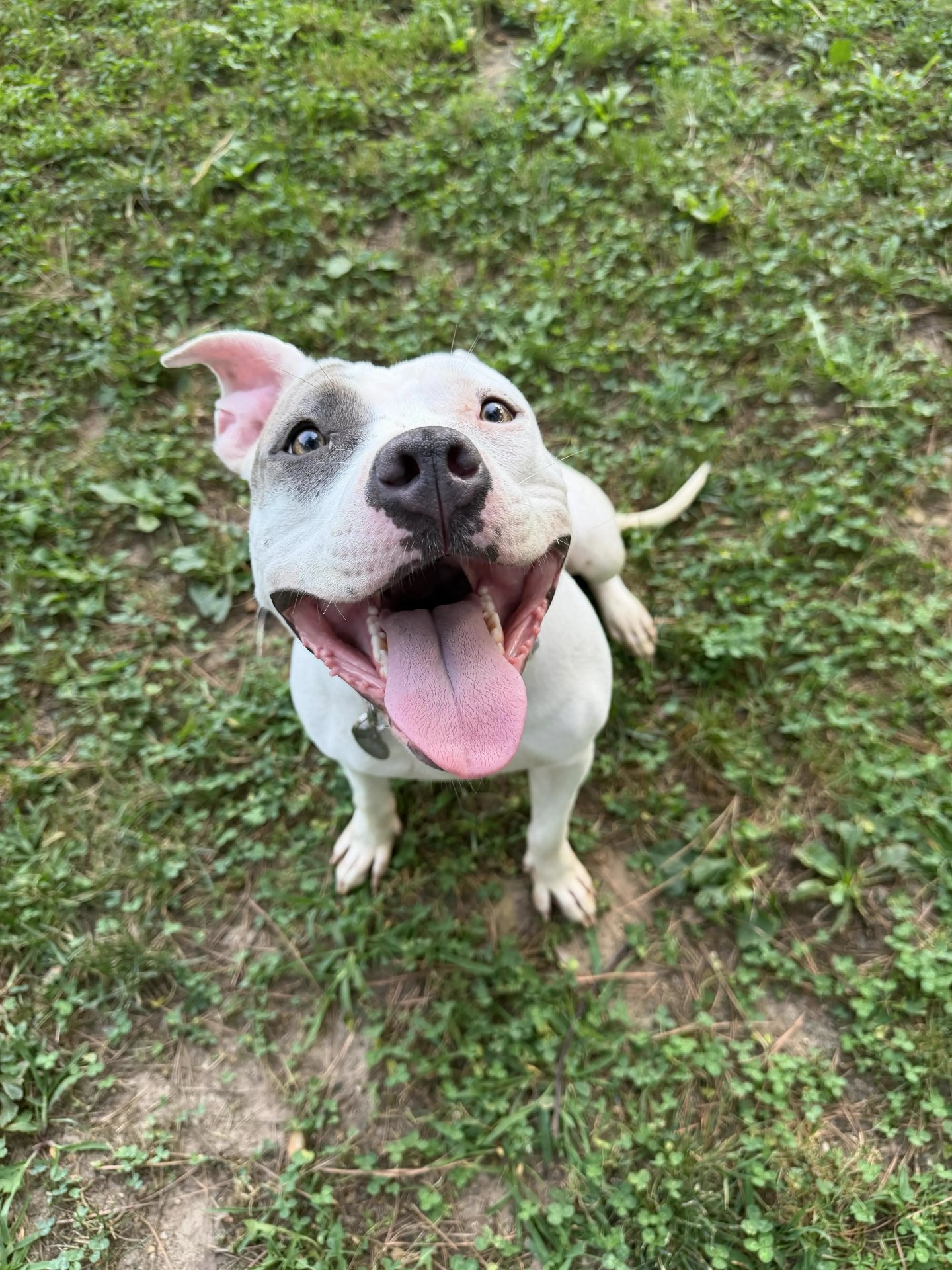 Once upon a time, a big dog named Fairytale dreamed of being a lap dog (whether she fits or not). And someone's one and only. 👑

She's all about pets, one-on-one time, and a calm, cozy home with her people. As the only pet, she'll have all the love 
