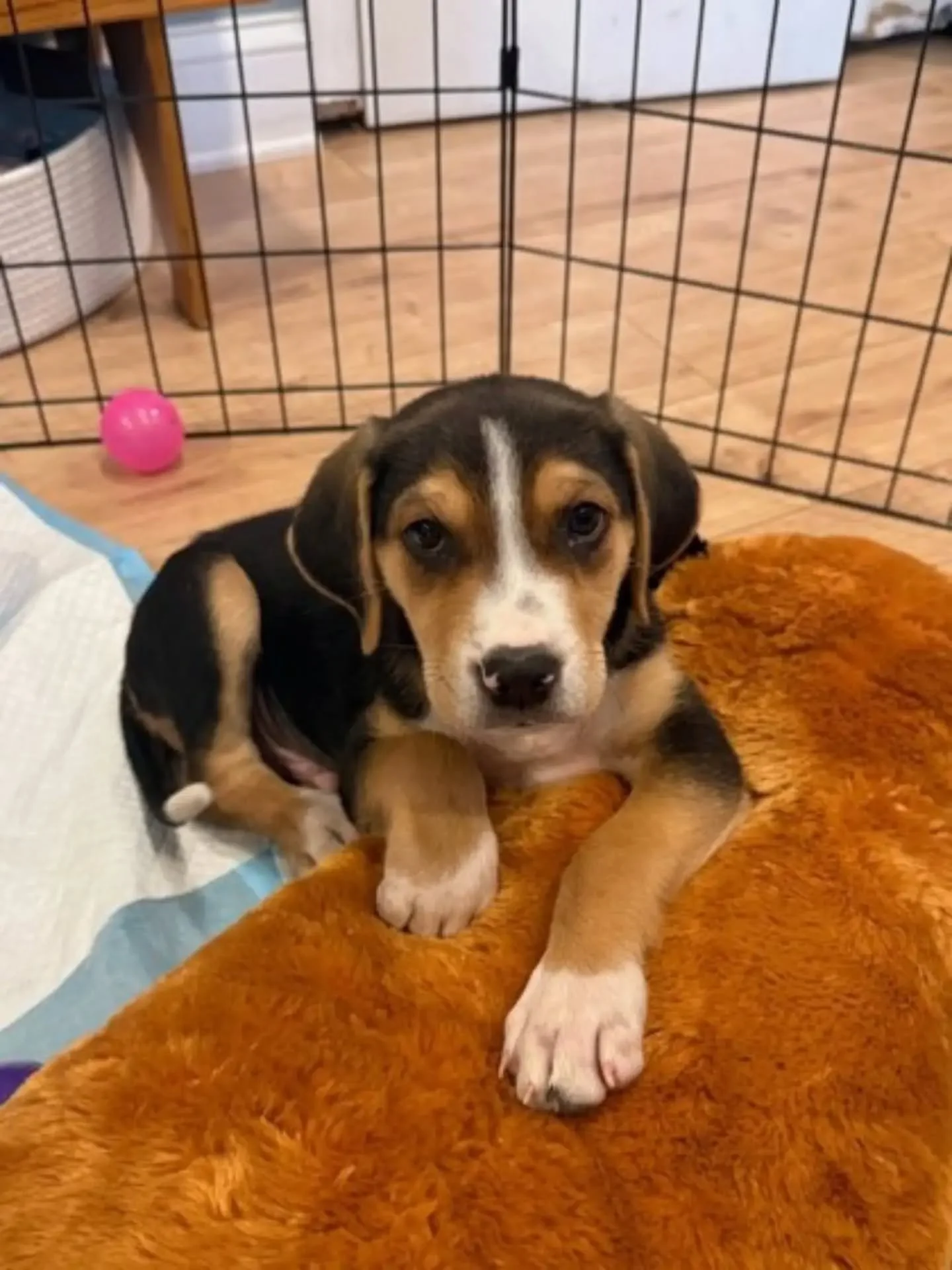 We've got puppies! (I know it seems like we say that a lot, but you know what, we have puppies a lot 🤷&zwj;♀️)

Some of these cuties are at our shelter ready to meet you during our adoption hours and some are chilling in a foster home. If you head o
