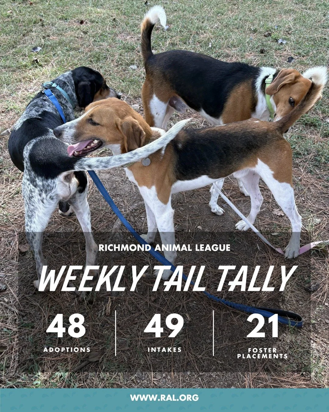 It&rsquo;s Weekly Tail Tally Time!
Here's what went down last week at RAL:

🏠 48 adoptions to loving homes
&bull; 23 cats
&bull; 25 dogs

🐾 49 new pets welcomed at RAL
&bull; 17 cats
&bull; 32 dogs

🏘️ 21 foster placements
&bull; 11 cat
&bull; 10 