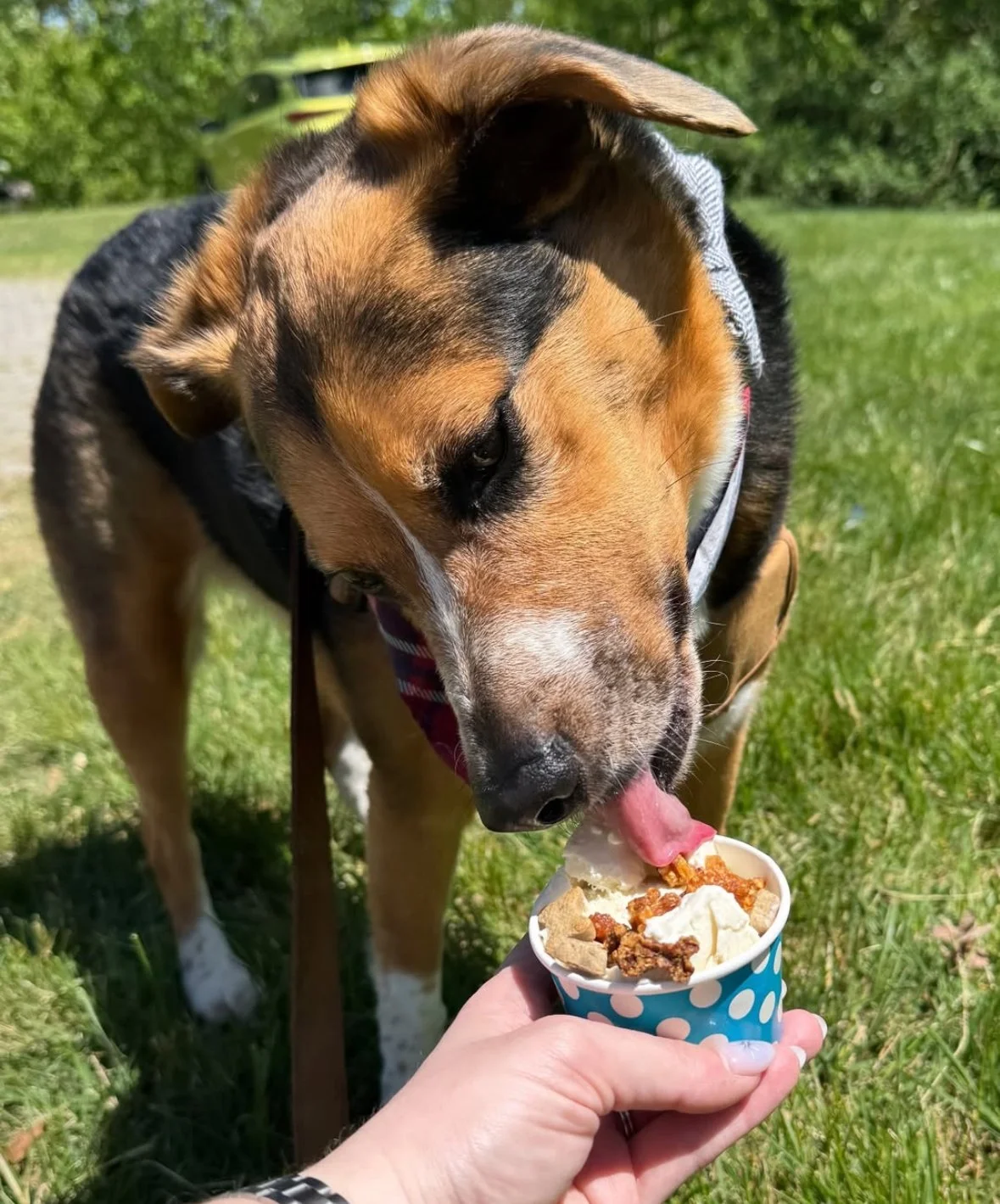 A dog licking ice cream from a cup held by a person with a grassy park in the background.