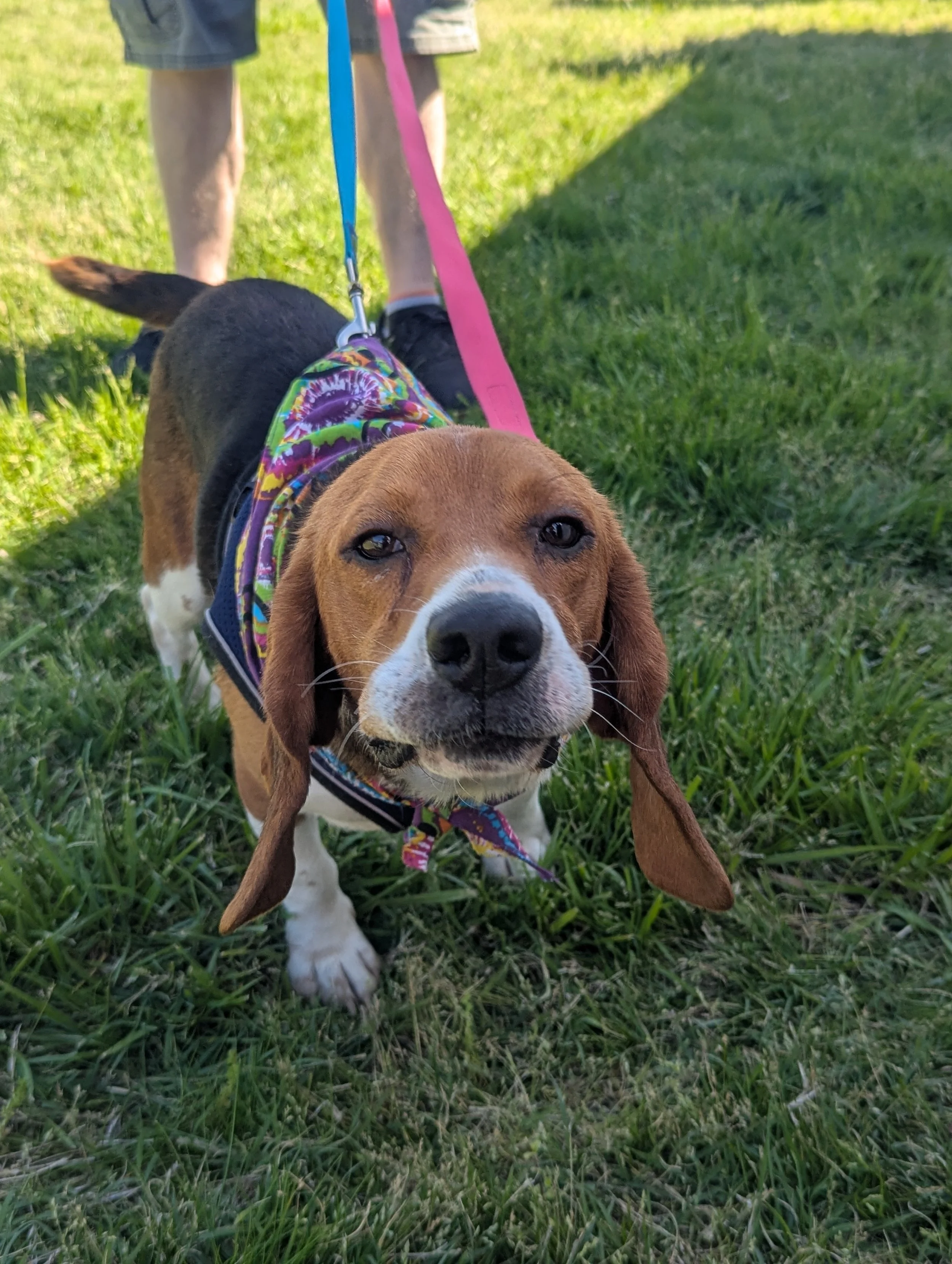 A cheerful beagle dog wearing a colorful bandana and a harness, standing on green grass with a person holding two colorful leashes in the background.