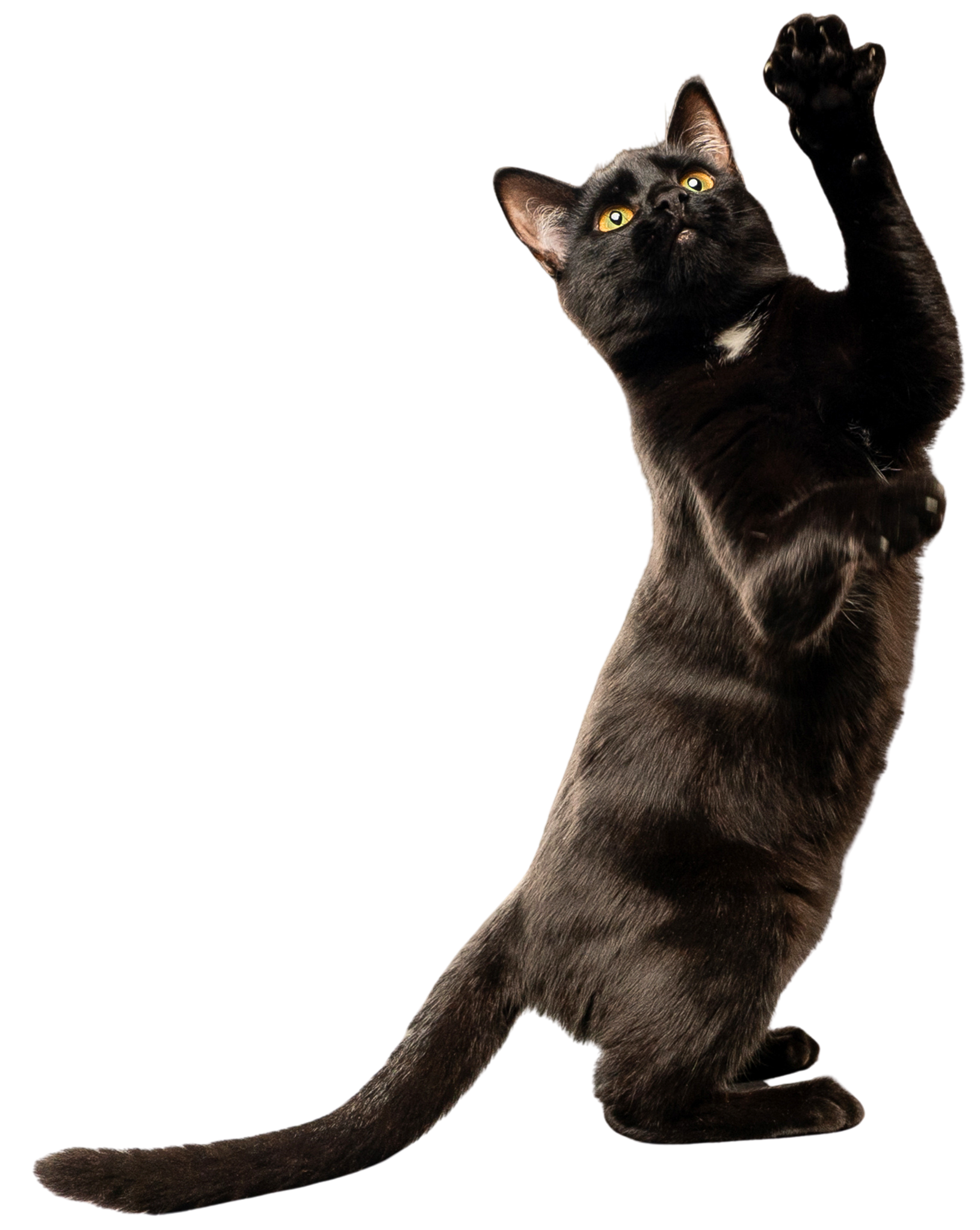 Black cat with yellow eyes, standing on hind legs with front paws raised, against a plain background.