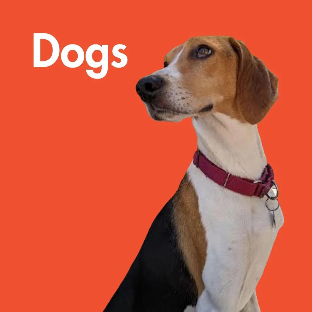 A dog with brown, white, and black fur wearing a red collar, sitting against an orange background with the word 'Dogs' written in white.