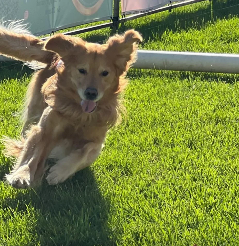 A golden retriever running on a grassy field with its tongue out and ears flapping.