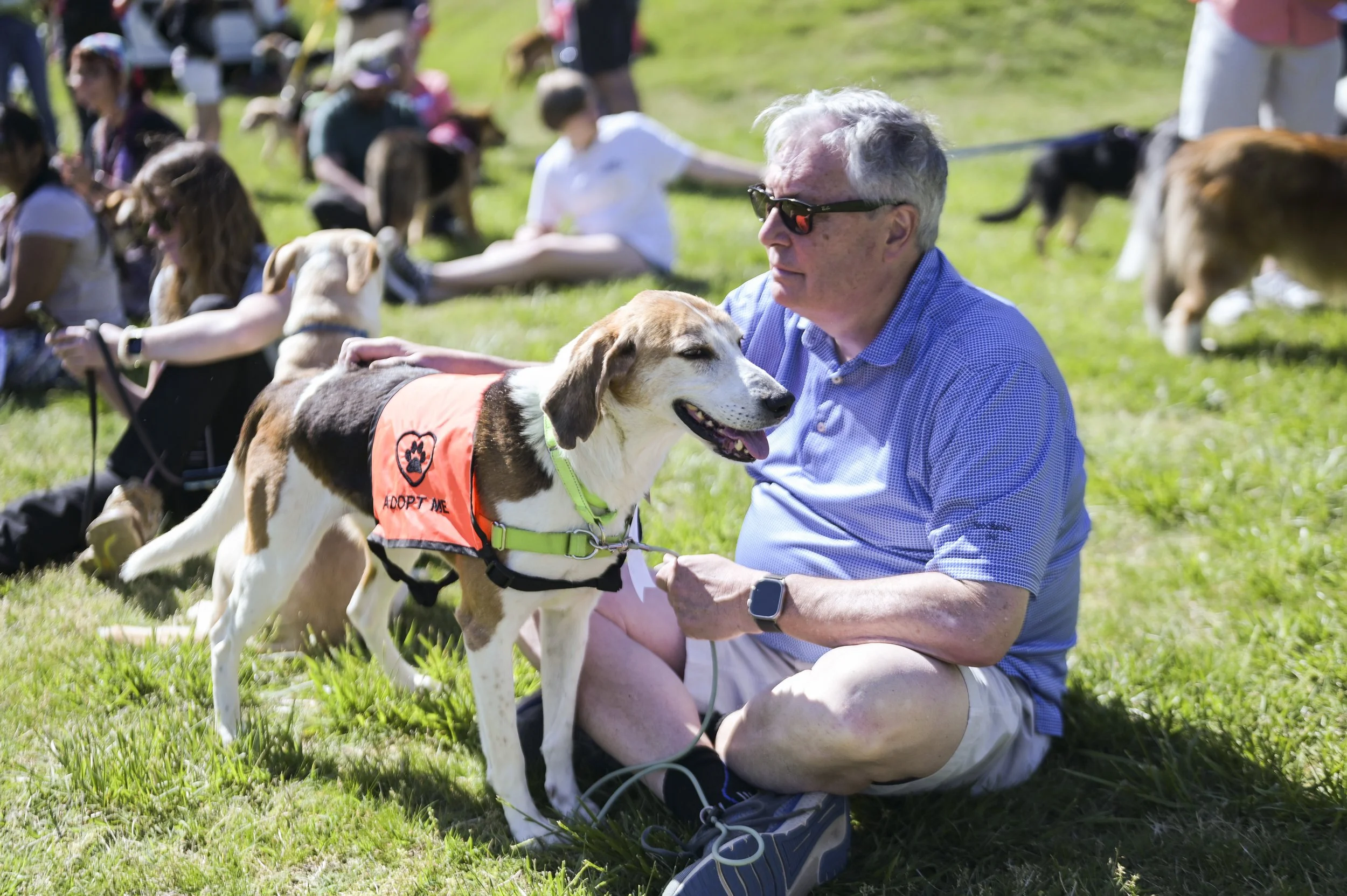 An elderly man in a blue shirt and shorts sitting on the grass with a dog wearing an orange vest with an 'Adopt Me' sign. The dog is smiling and the man is petting it. Other dogs and people are visible in the background at a sunny event.