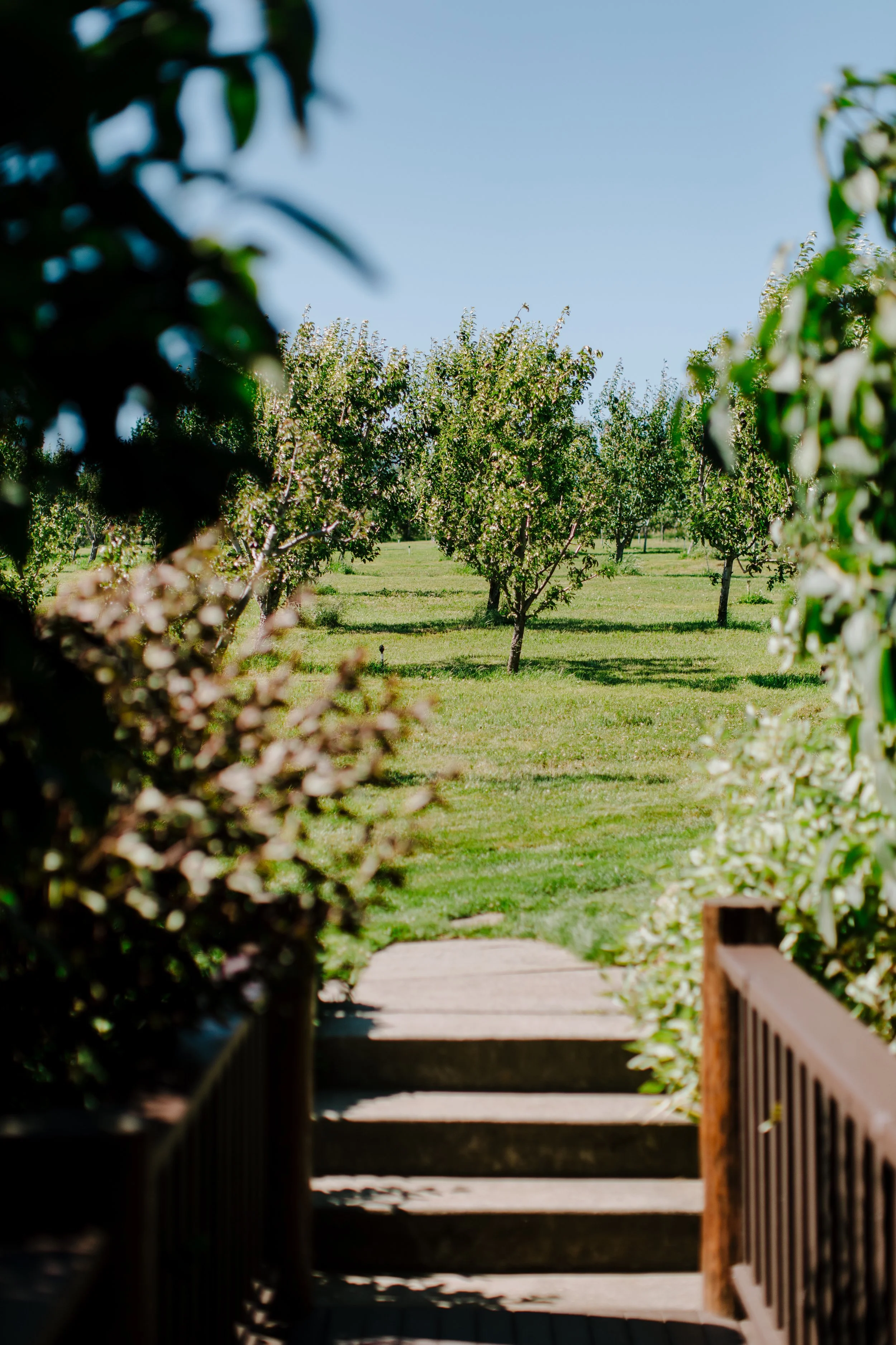 EliseGiordano_SakuraRidge-orchard view bridge.jpg