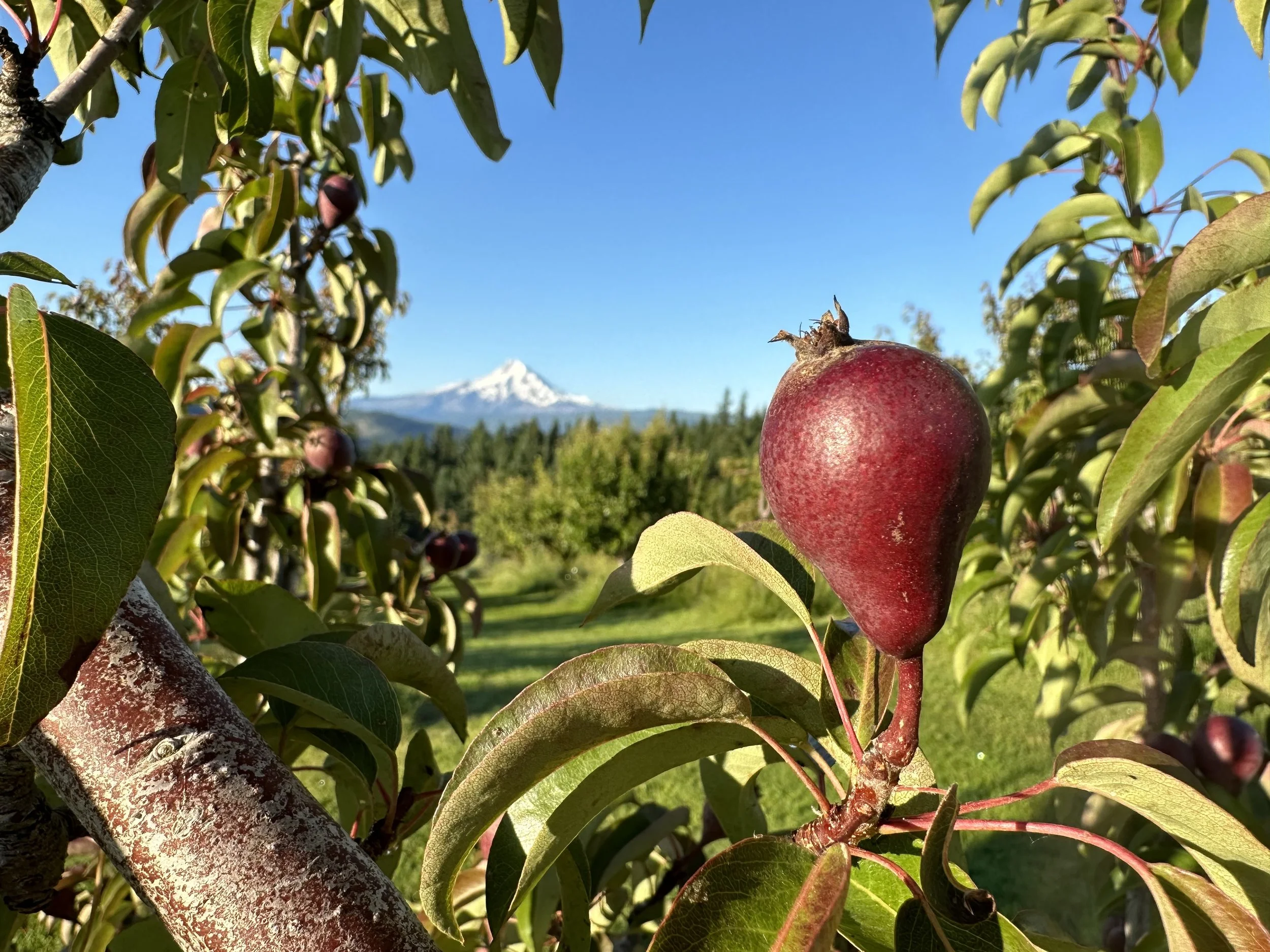 certified organic orchard in Hood River