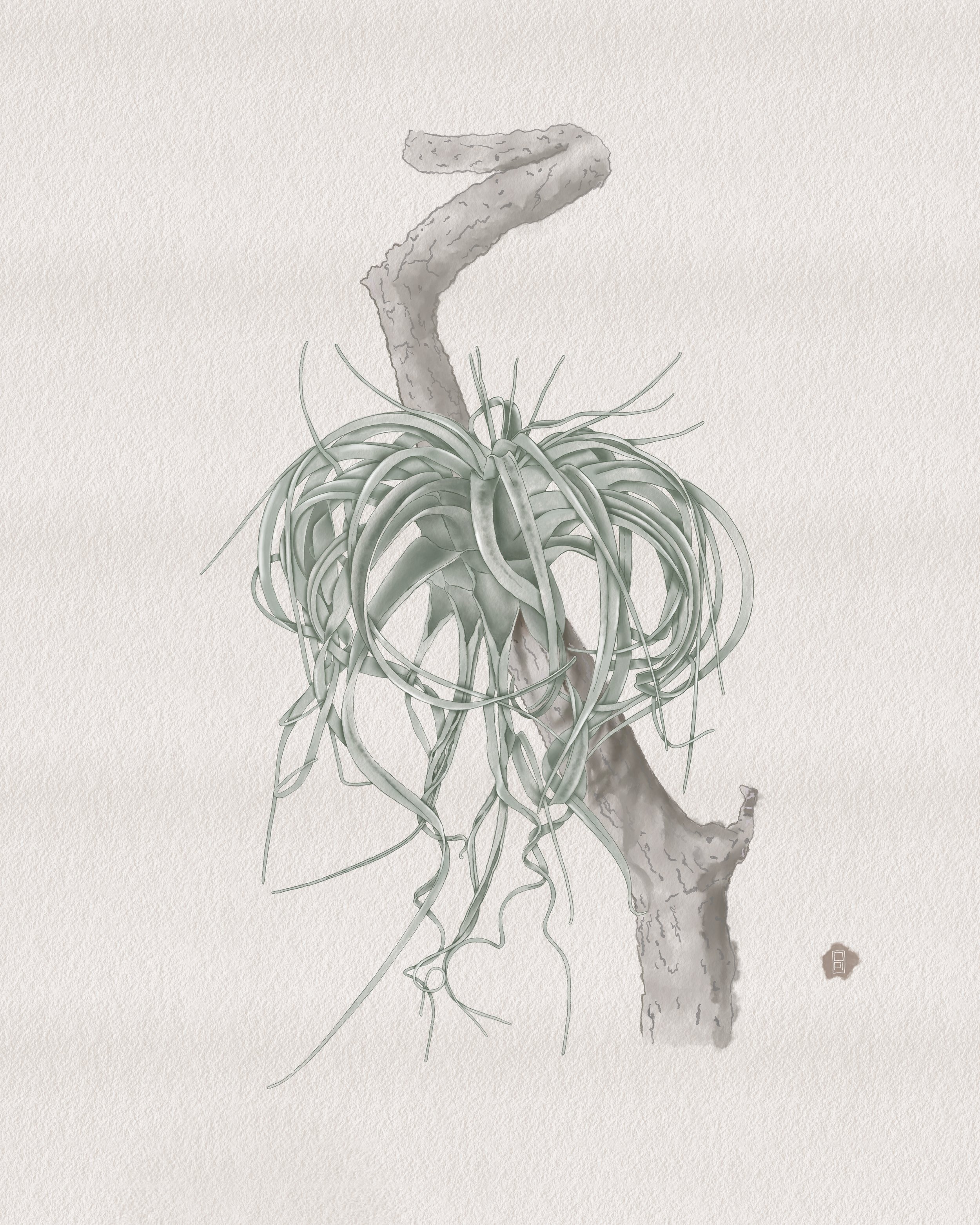 Tillandsia