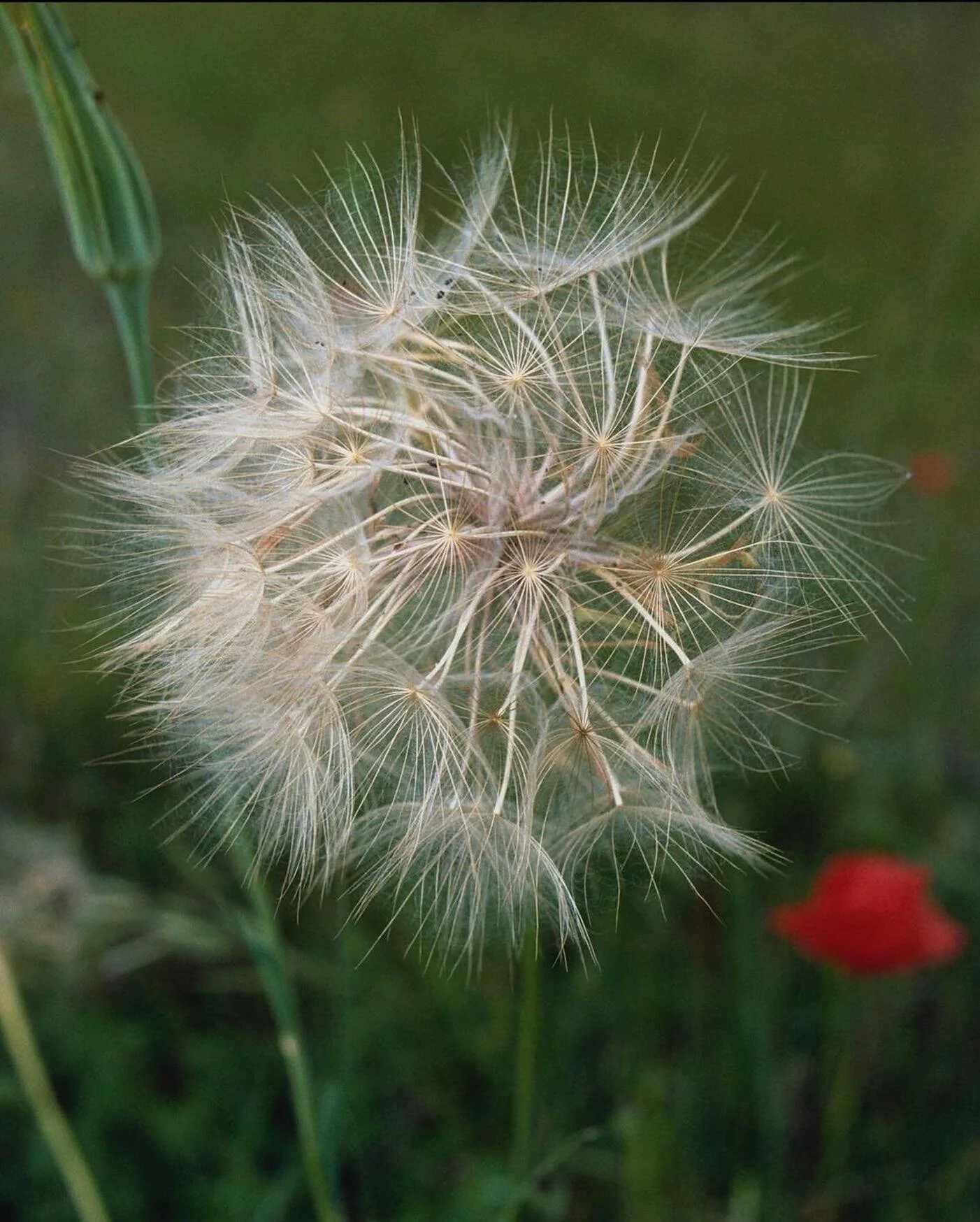 &bull; When I find myself fascinated by nature I always take a moment to reflect that fascination inwards. Remembering that I&rsquo;m not separate from what I see. I do this and my fascination grows. It follows me wherever I go. Reminding me I am als