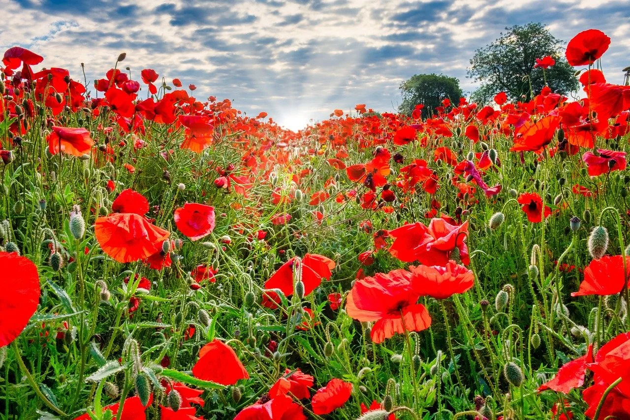 Wednesday, November 11, 2026: Remembrance Day - No Classes