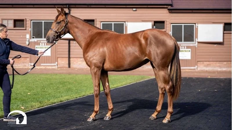 Lot 555