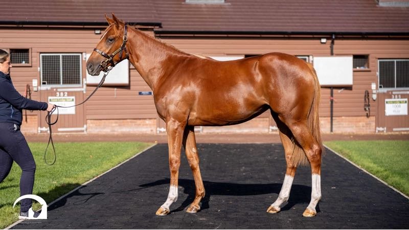 Lot 645