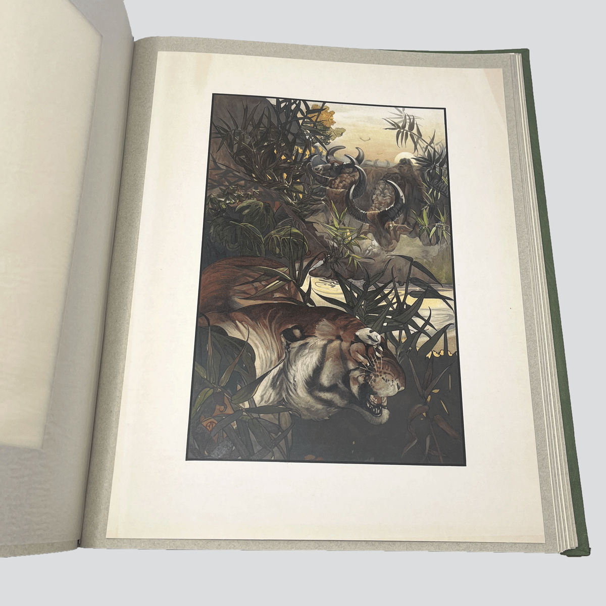 Detmold-Jungle-Book-Illustrations-8.jpg
