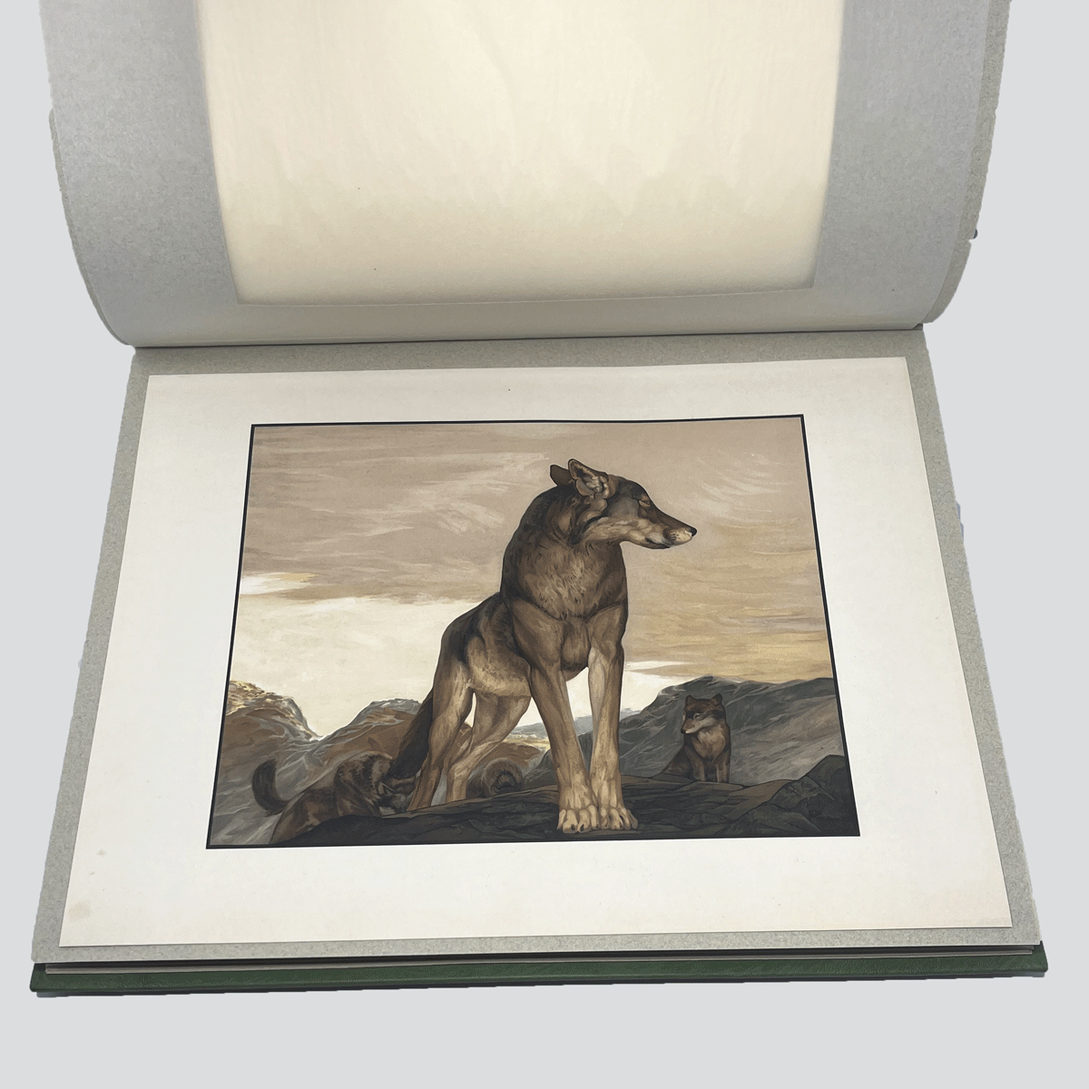 Detmold-Jungle-Book-Illustrations-17.jpg